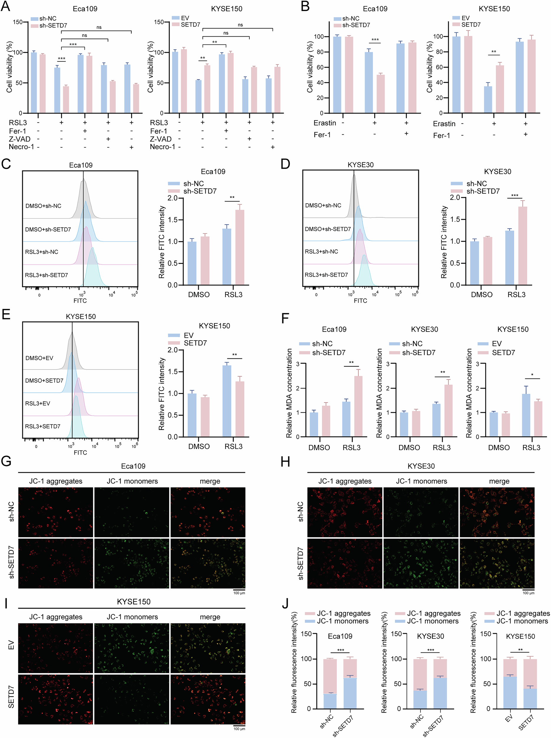 Fig. 5: SETD7 confers ferroptosis resistance in ESCC cells.