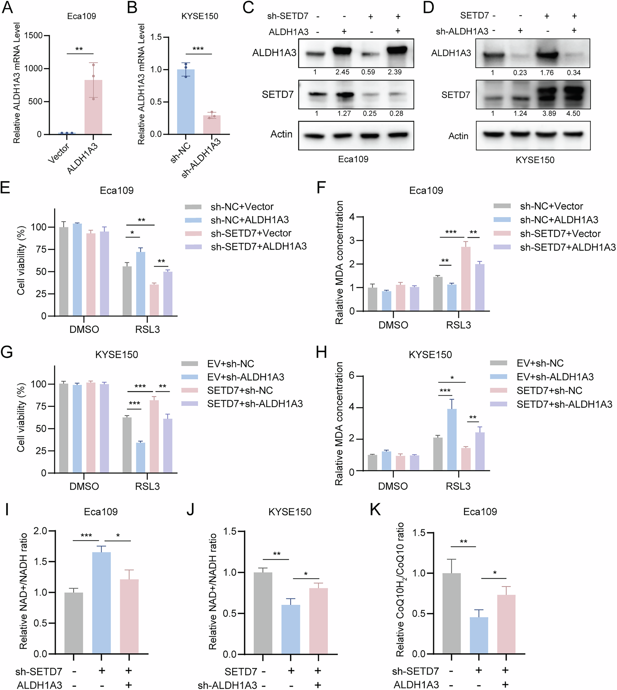 Fig. 7: SETD7 regulates the sensitivity of ESCC cells to ferroptosis through the ALDH1A3/NADH/CoQ10H2 axis.