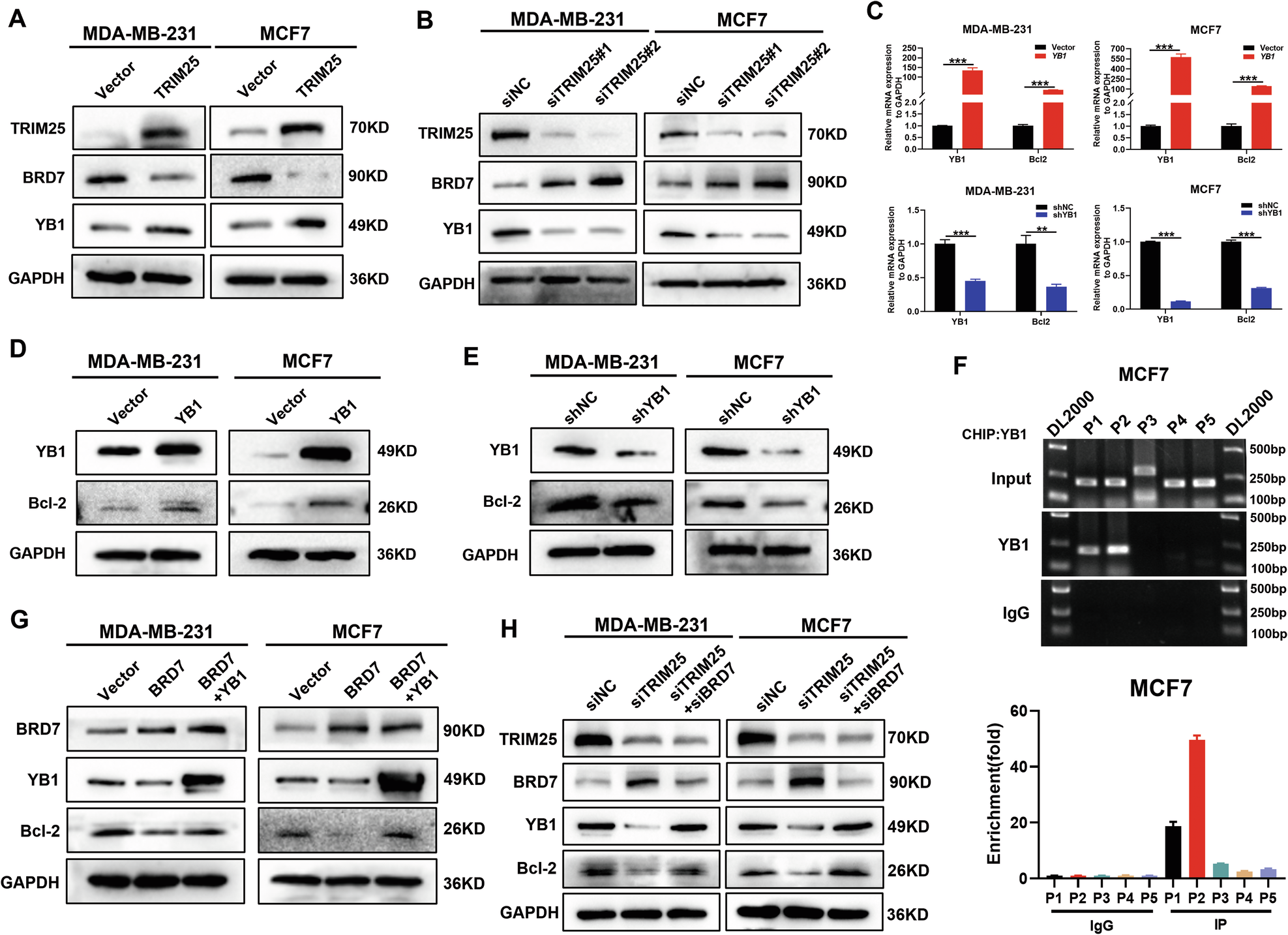 Fig. 5: TRIM25 activates YB1/Bcl-2 transcription axis through ubiquitin proteasome pathway-mediated degradation of BRD7 protein in breast cancer cells.