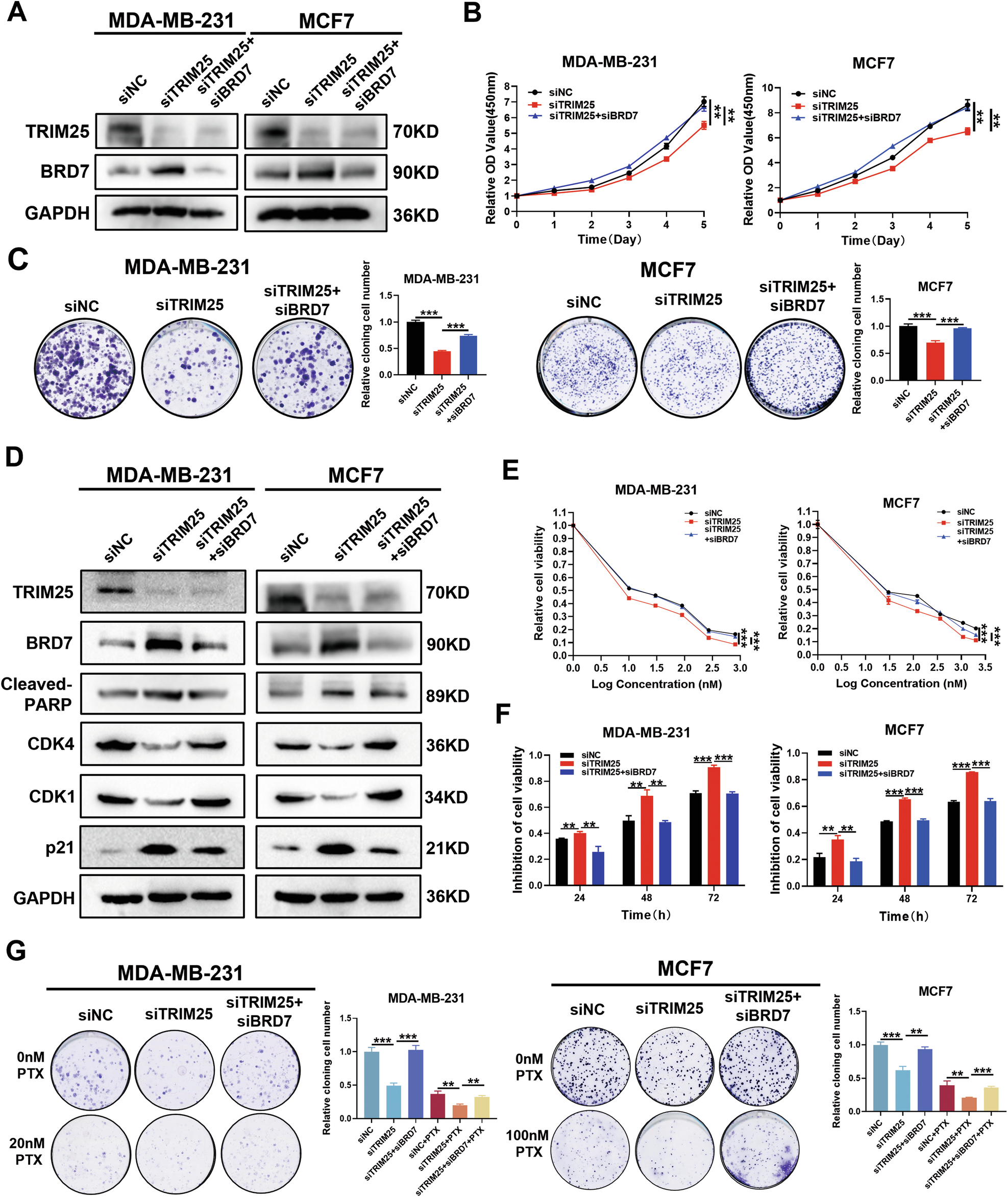 Fig. 6: TRIM25 knockdown suppresses cell proliferation and paclitaxel resistance partially through degradation of BRD7.