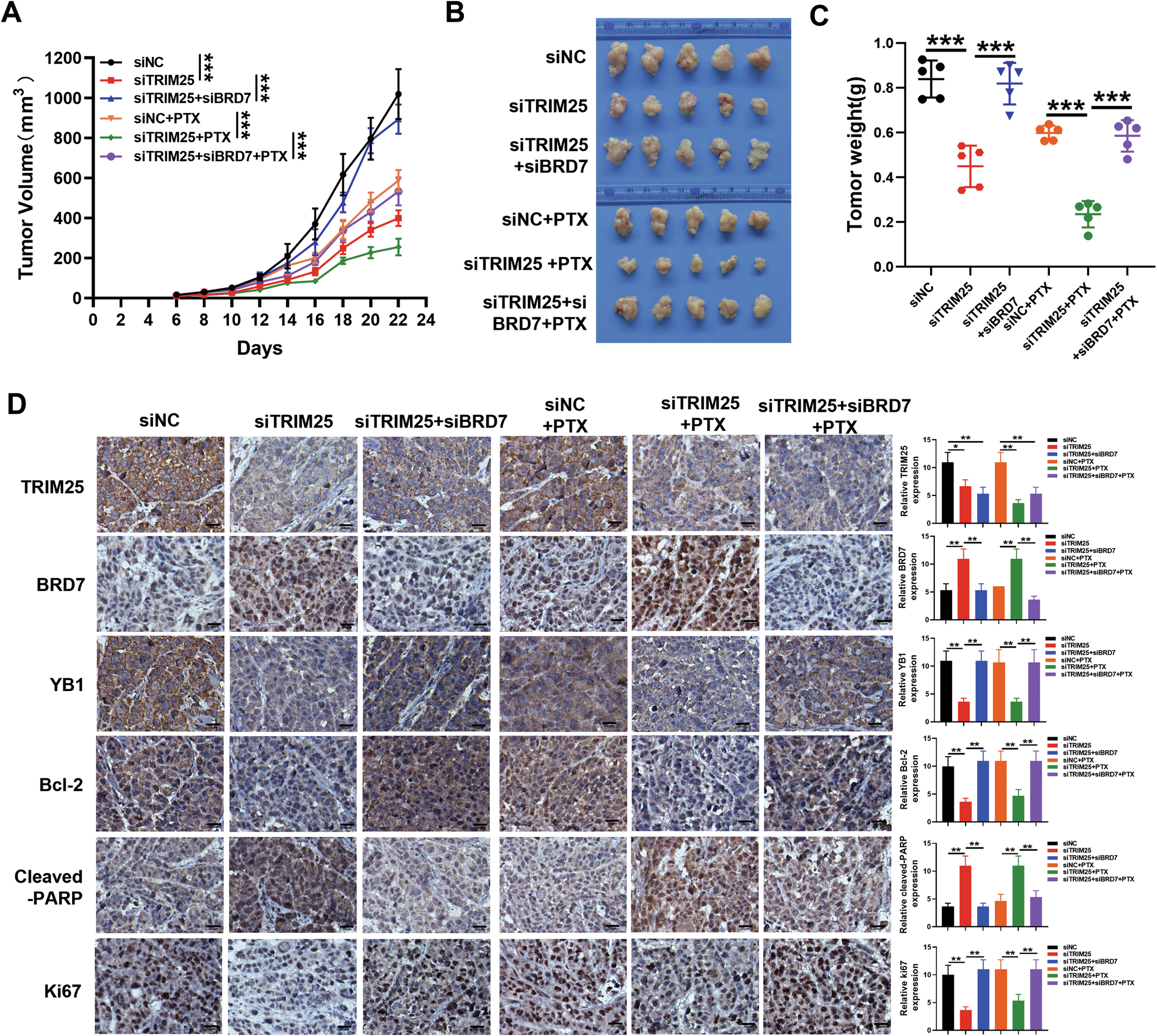 Fig. 7: TRIM25 promotes tumor growth and PTX resistance through degradation of BRD7 protein in vivo.