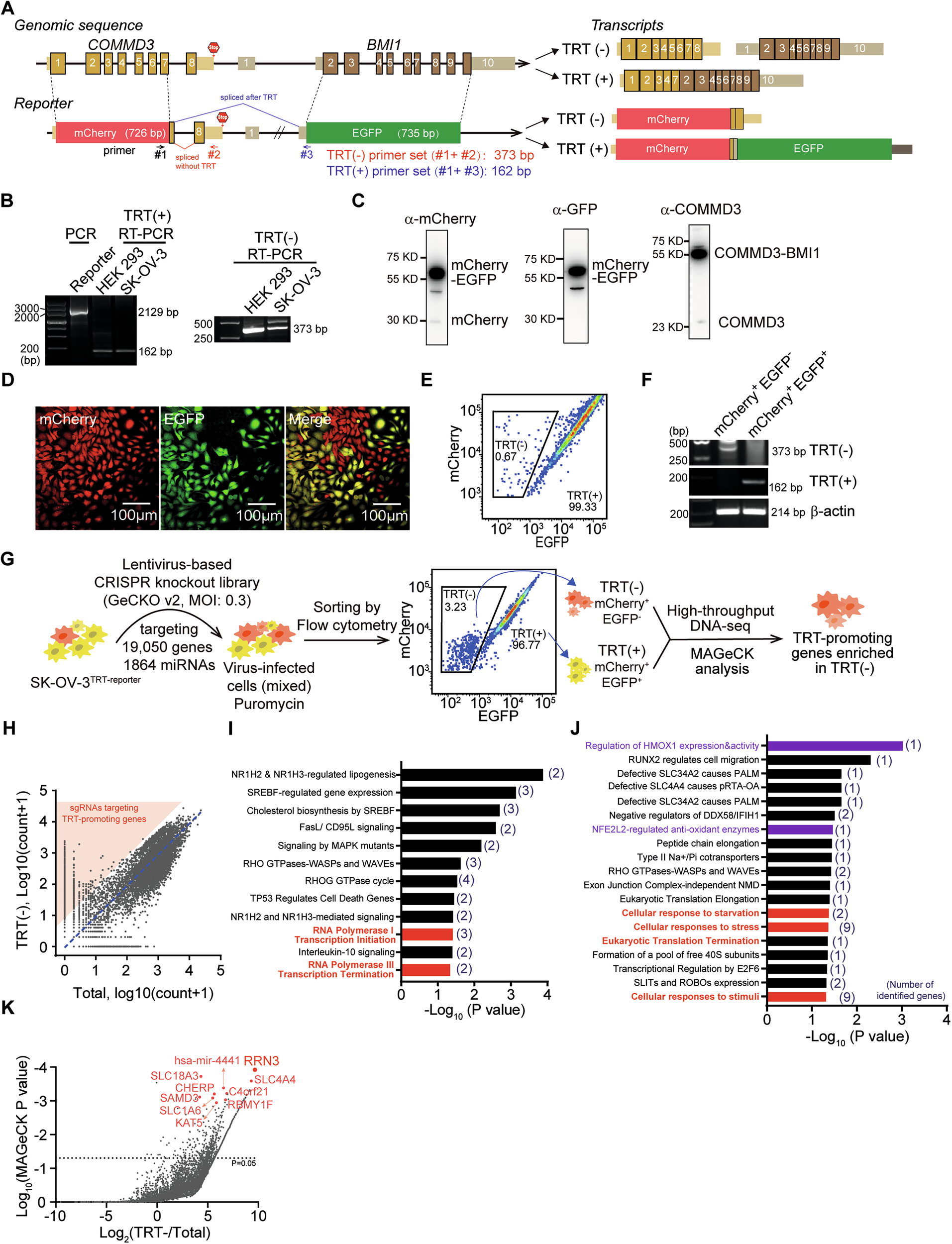 Fig. 1: Genome-wide gene knockout screening to identify regulators of transcription termination.