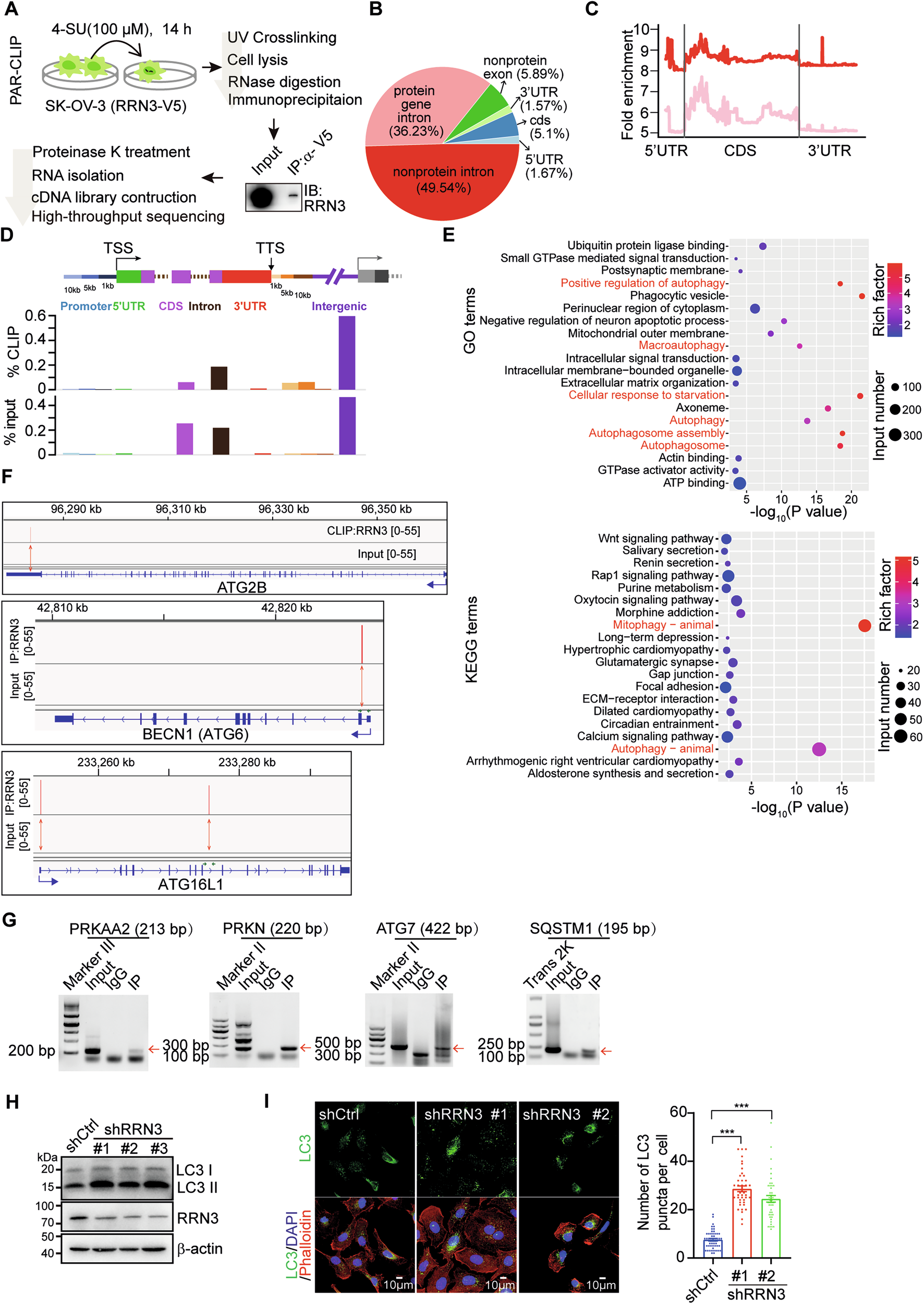 Fig. 3: RRN3 interacts with autophagy-related mRNAs and affects autophagy.
