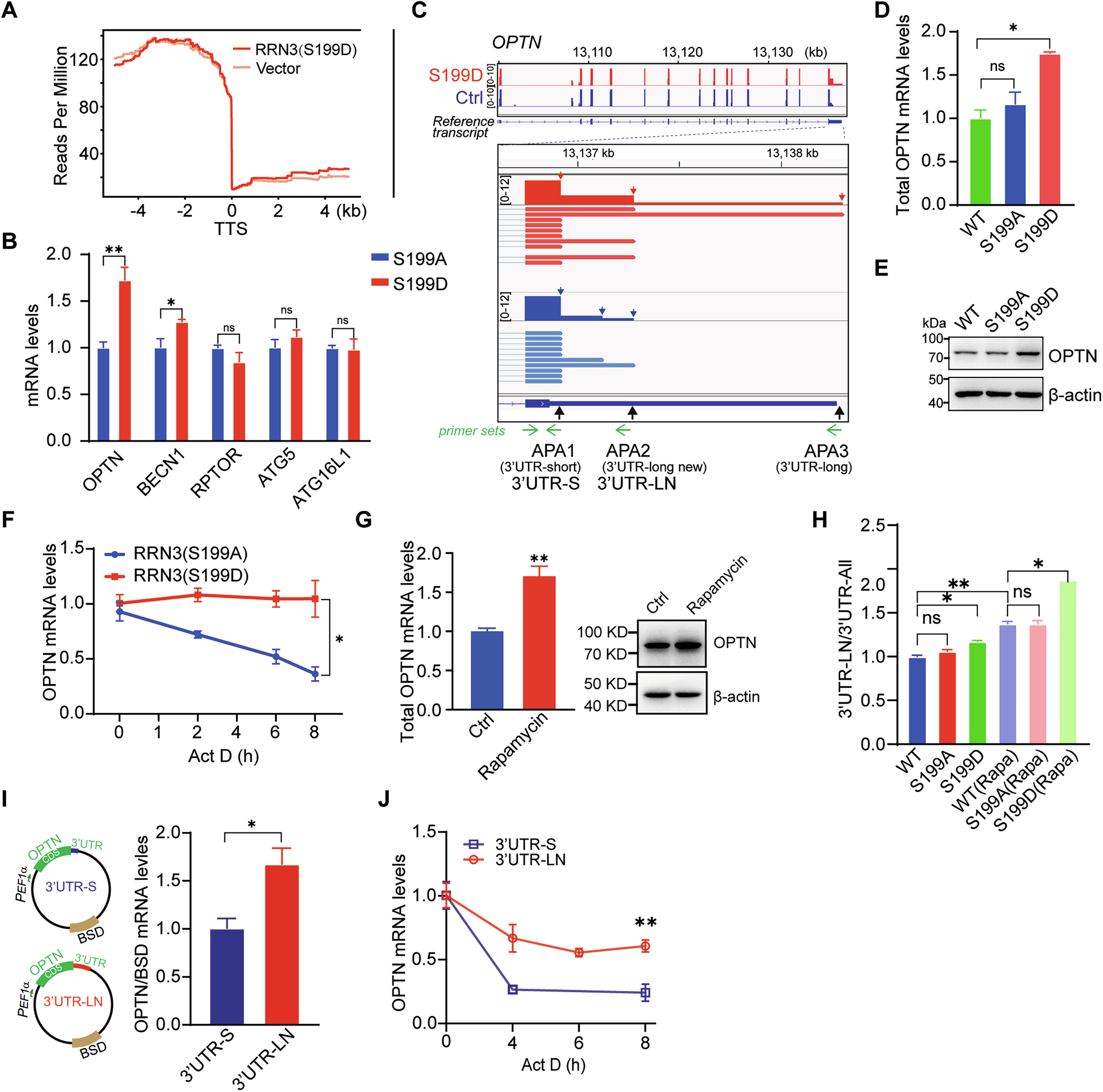 Fig. 5: Phosphorylation of RRN3 at S199 increases the usage of distal APA of OPTN to increase mRNA stability and protein production.