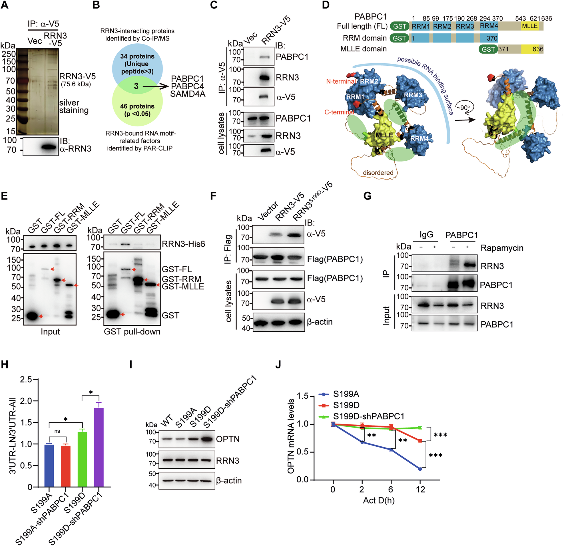 Fig. 6: PABPC1 is involved in RRN3-regulated APA.