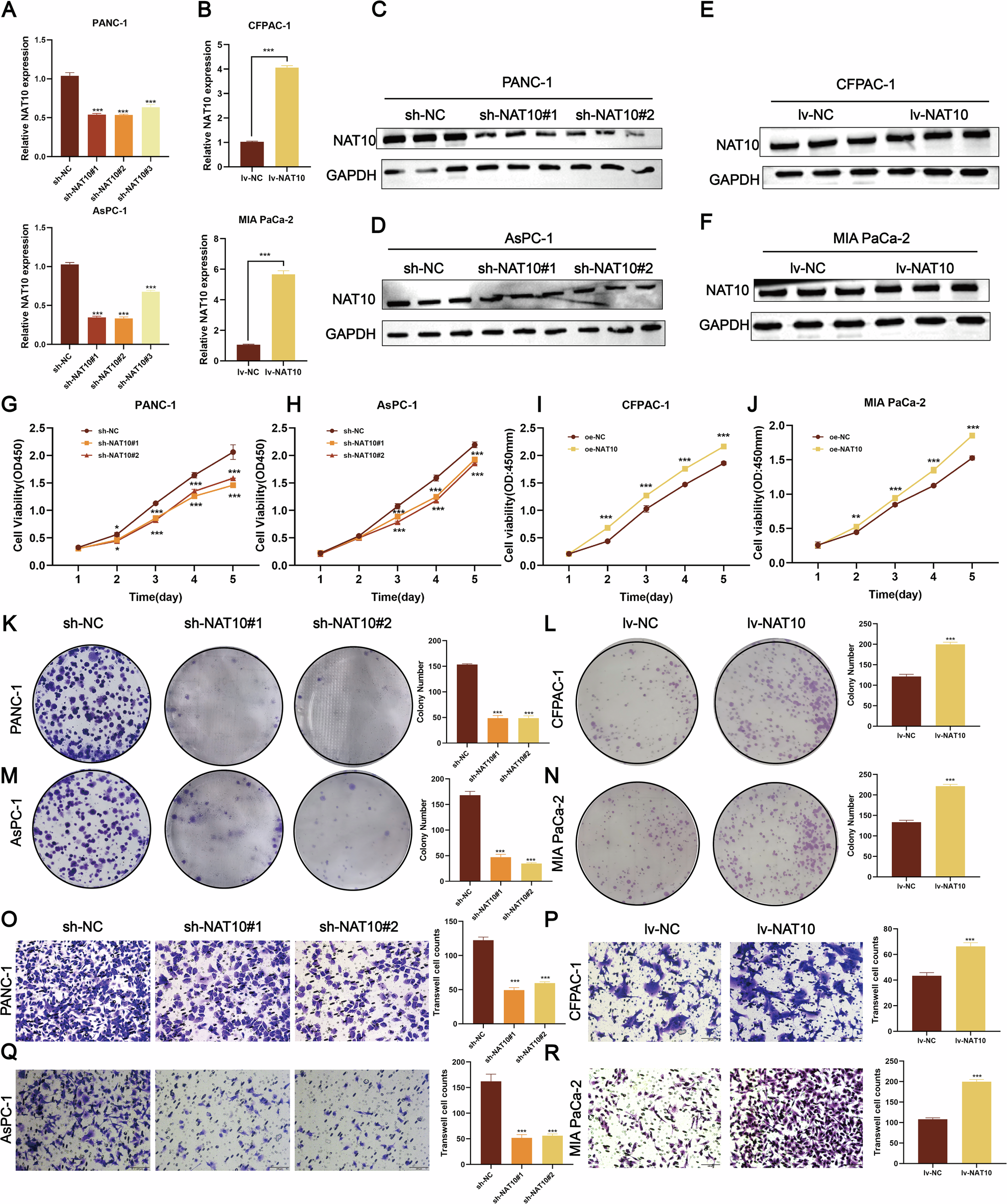 Fig. 2: NAT10 promotes pancreatic cancer proliferation and metastasis.