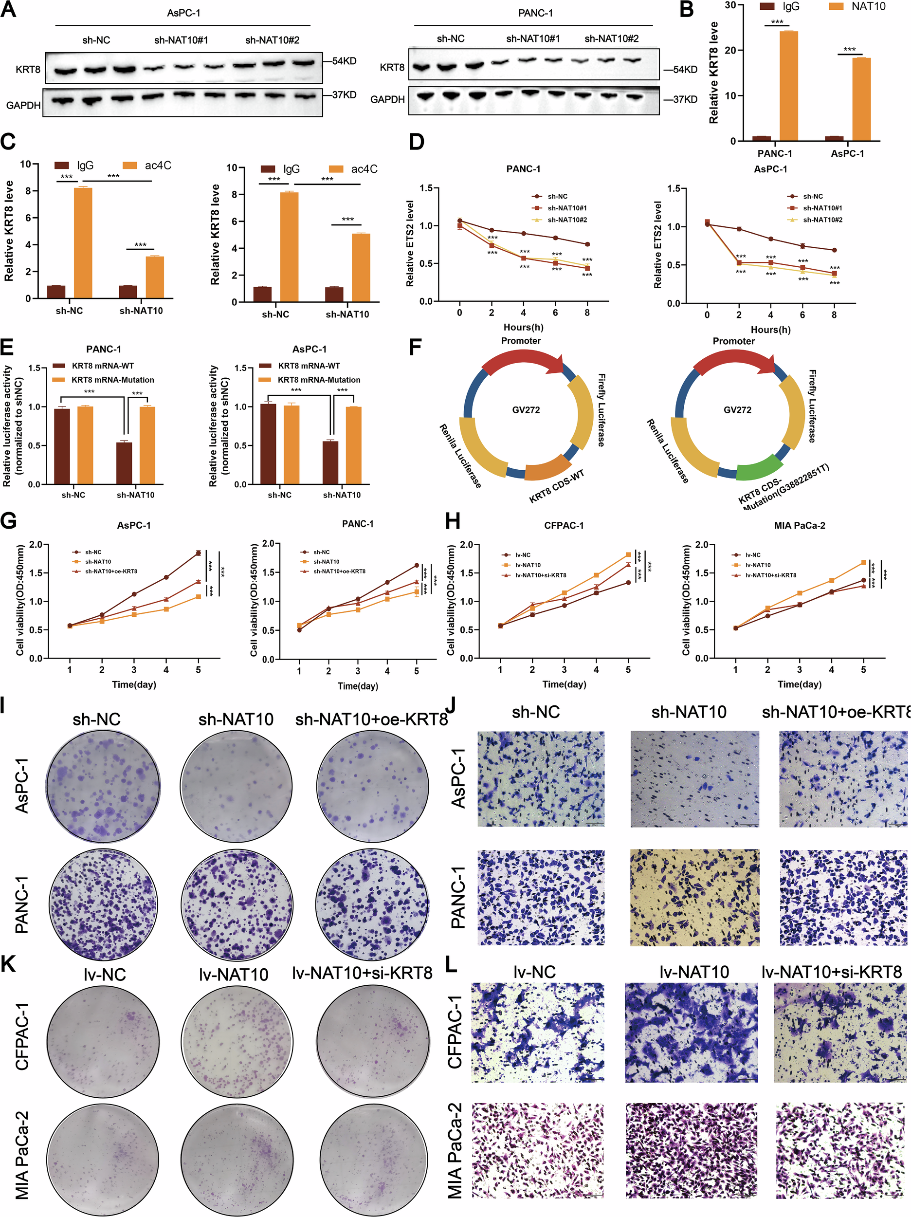 Fig. 6: NAT10 regulates KRT8 through ac4C acetylation to promote pancreatic cancer proliferation and metastasis.