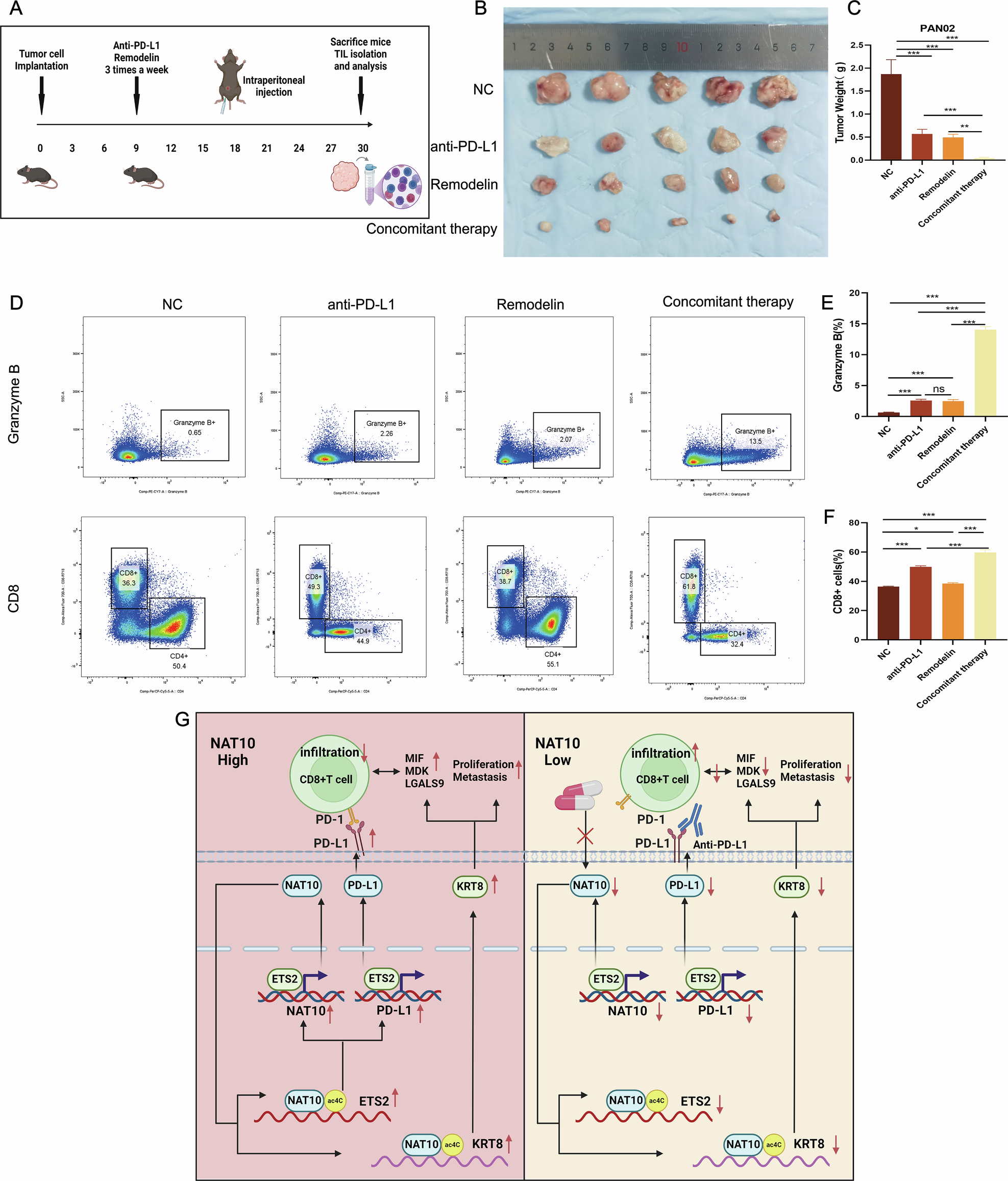 Fig. 9: Targeting NAT10 combined with anti-PD-L1 therapy improves the immune microenvironment and inhibits pancreatic cancer progression.