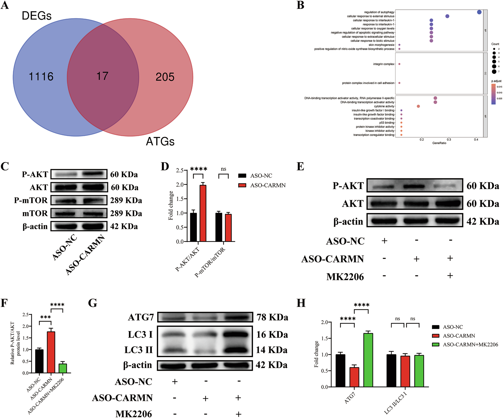 Fig. 5: CARMN knockdown transcriptionally downregulates autophagy via the AKT/ATG7 pathway.