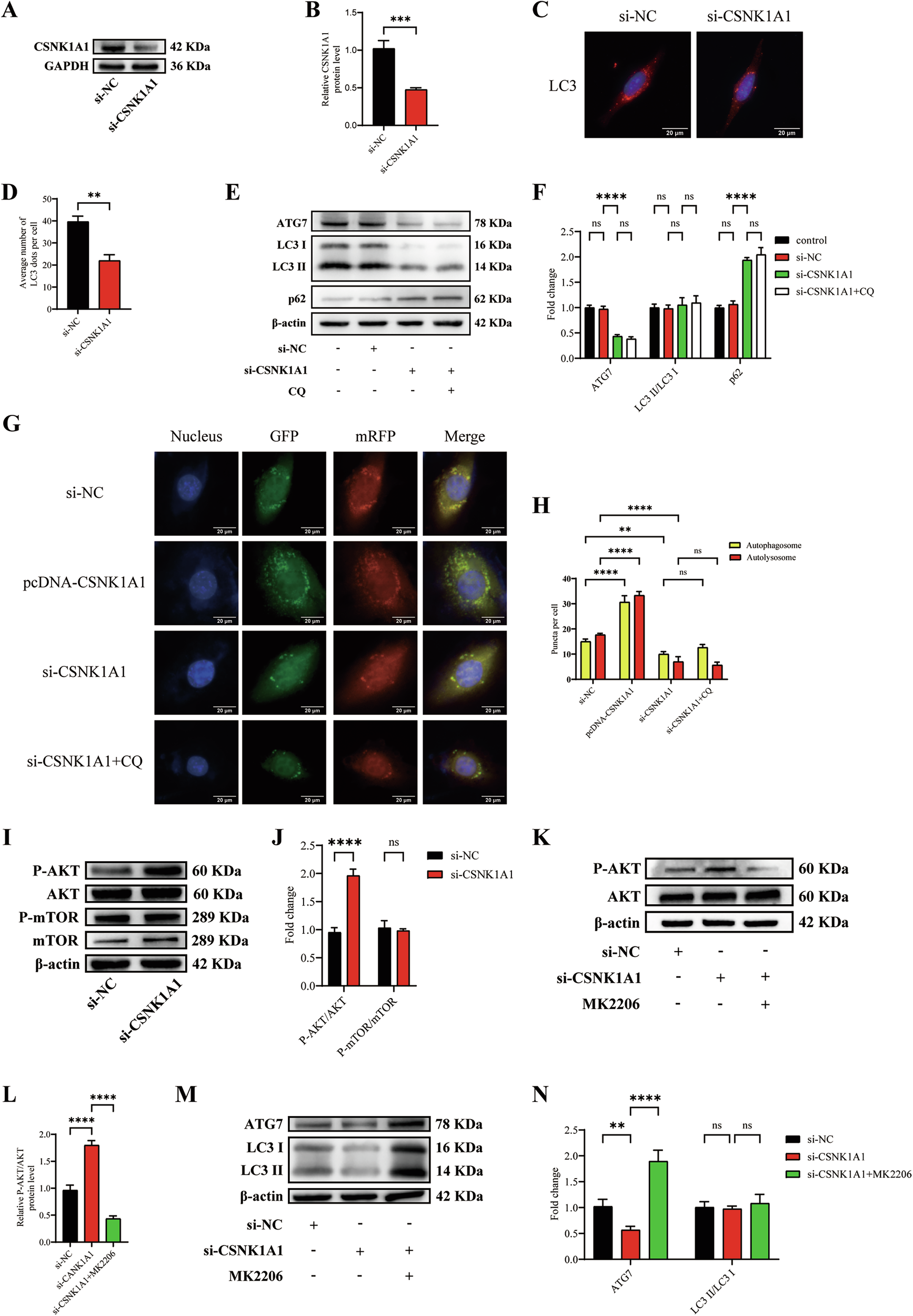 Fig. 7: CSNK1A1 knockdown transcriptionally downregulates autophagy via the AKT/ATG7 pathway.