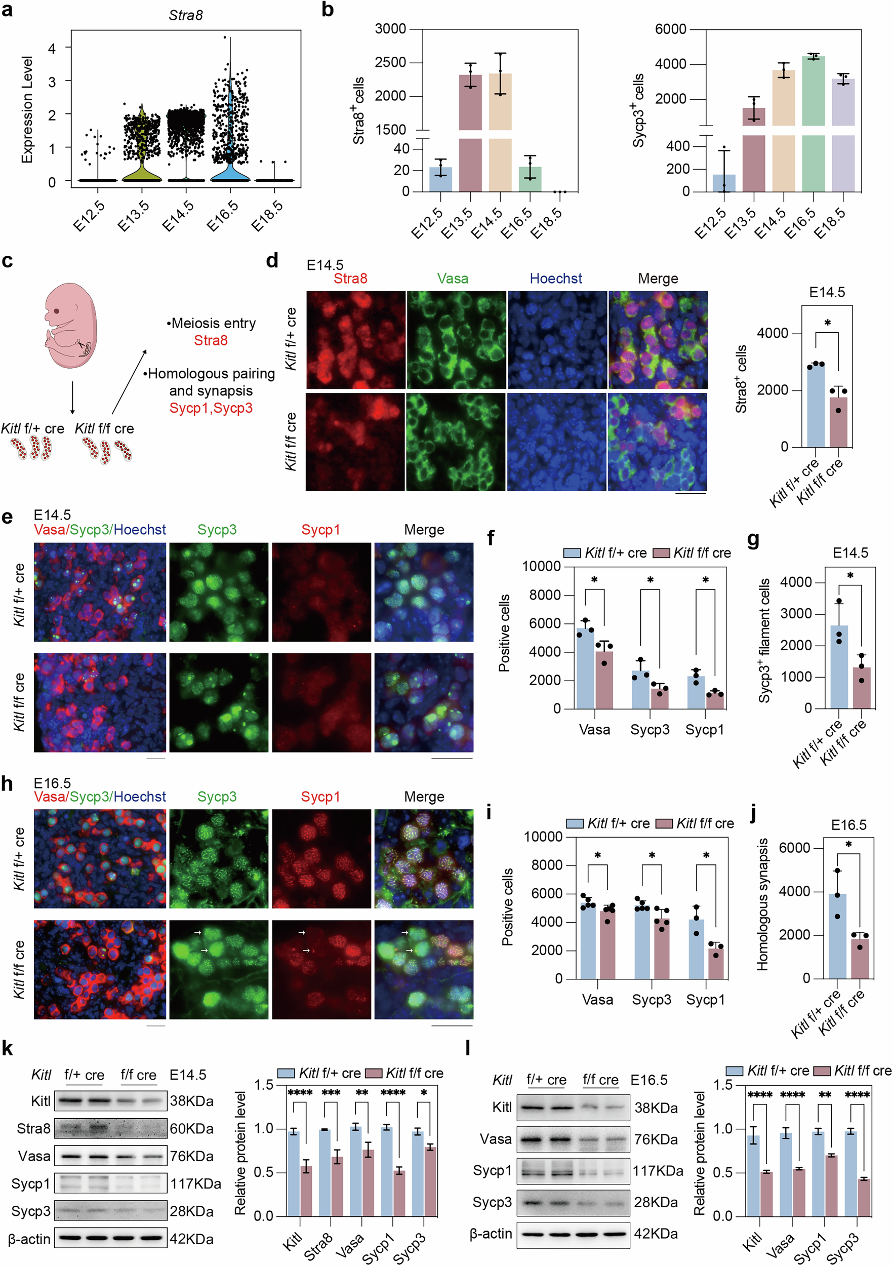 Fig. 2: Kitl deficiency in somatic granulosa cells decreases meiosis entry and key proteins for meiosis.