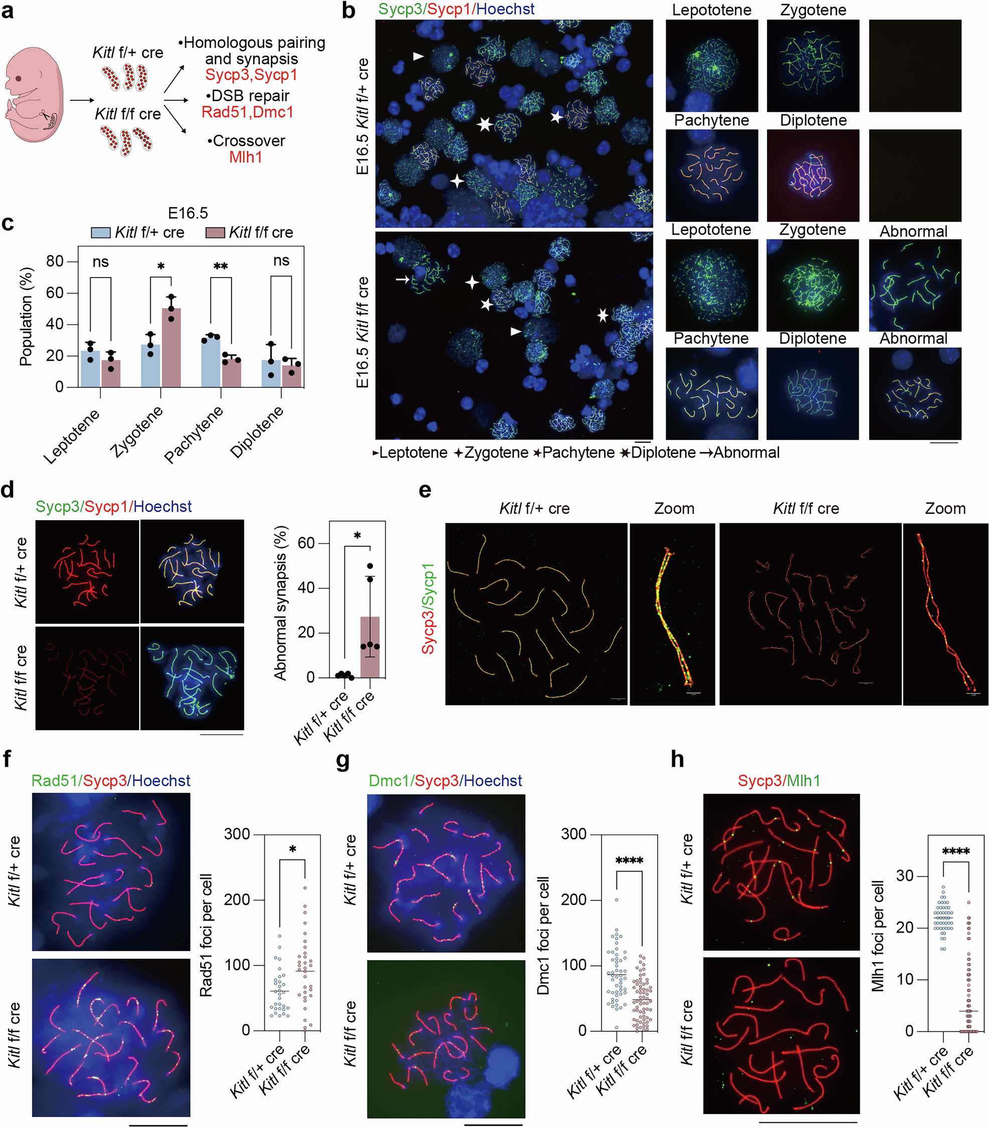Fig. 3: Kitl deficiency impairs homologous synapsis and recombination.