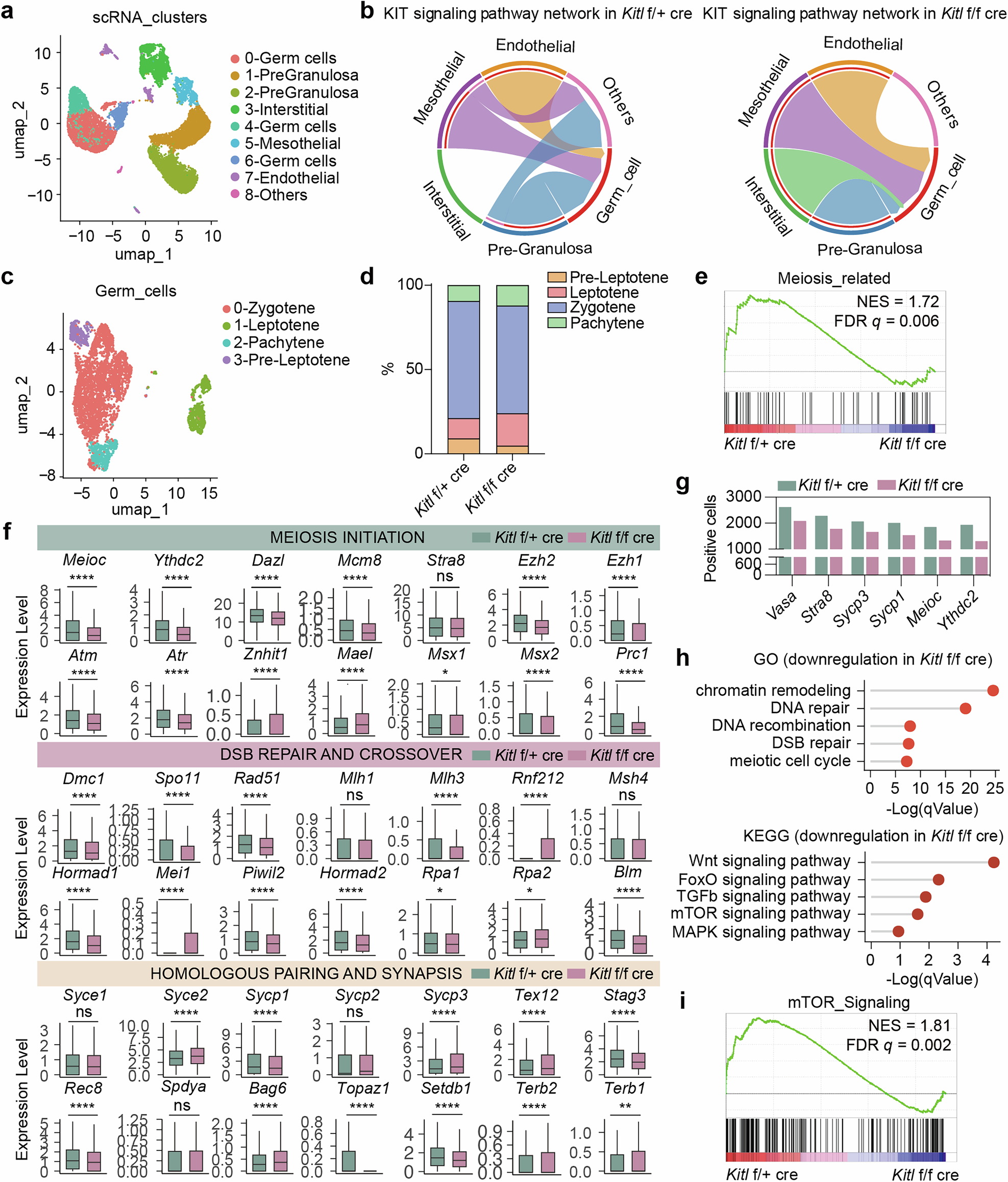 Fig. 4: Kitl deficiency alters the transcriptome of germ cells.