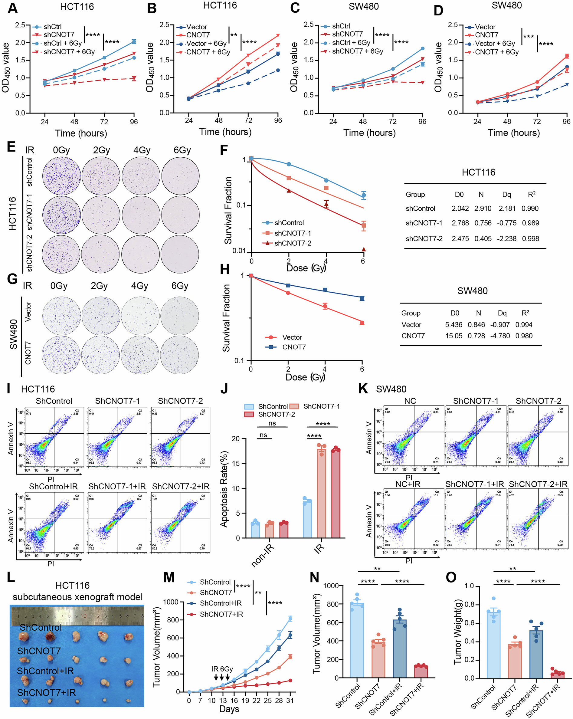 Fig. 2: CNOT7 knockdown promotes sensitivity of CRC to radiotherapy in vitro and in vivo.