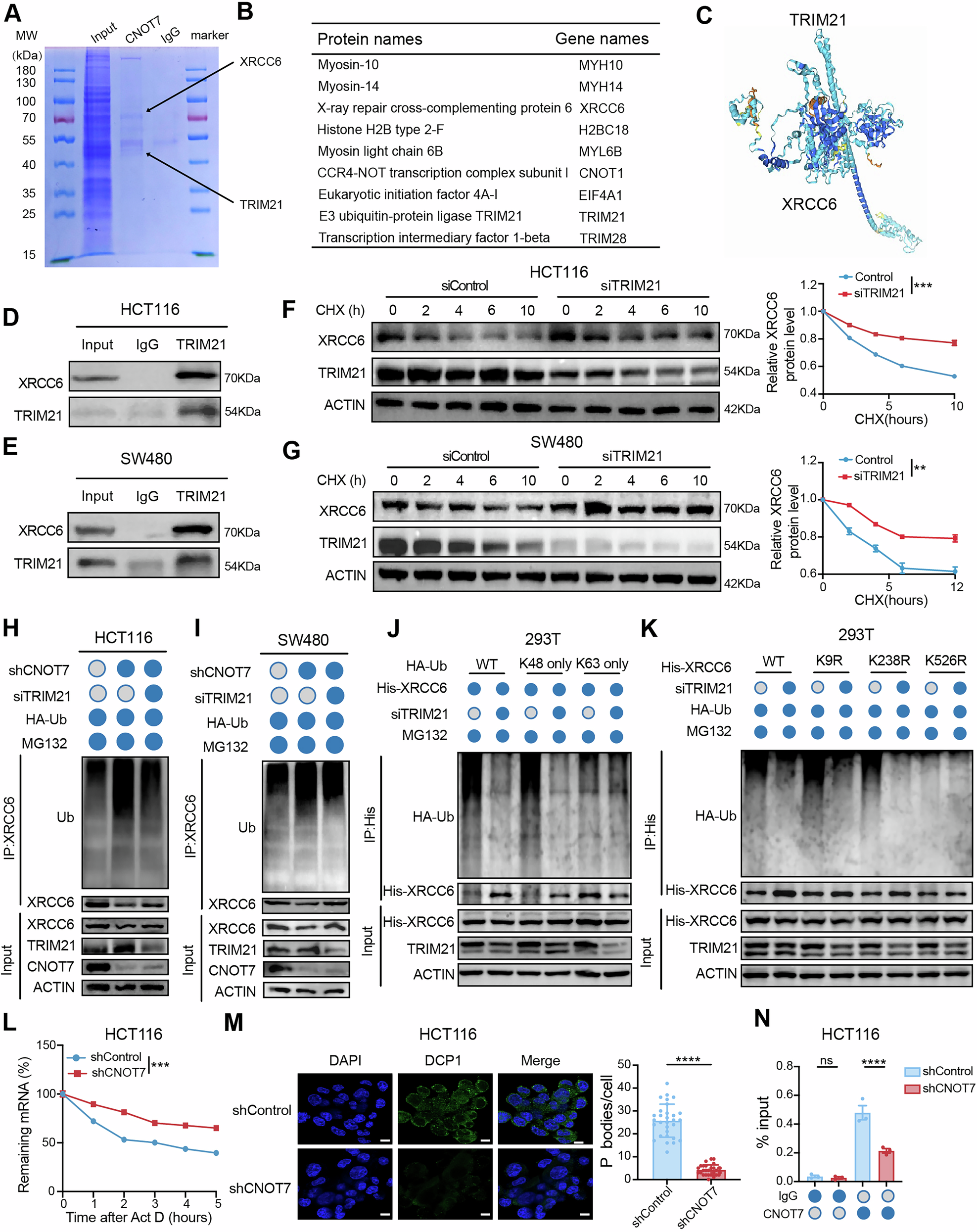 Fig. 6: CNOT7 regulates TRIM21 to deubiquitylate and stabilize XRCC6.