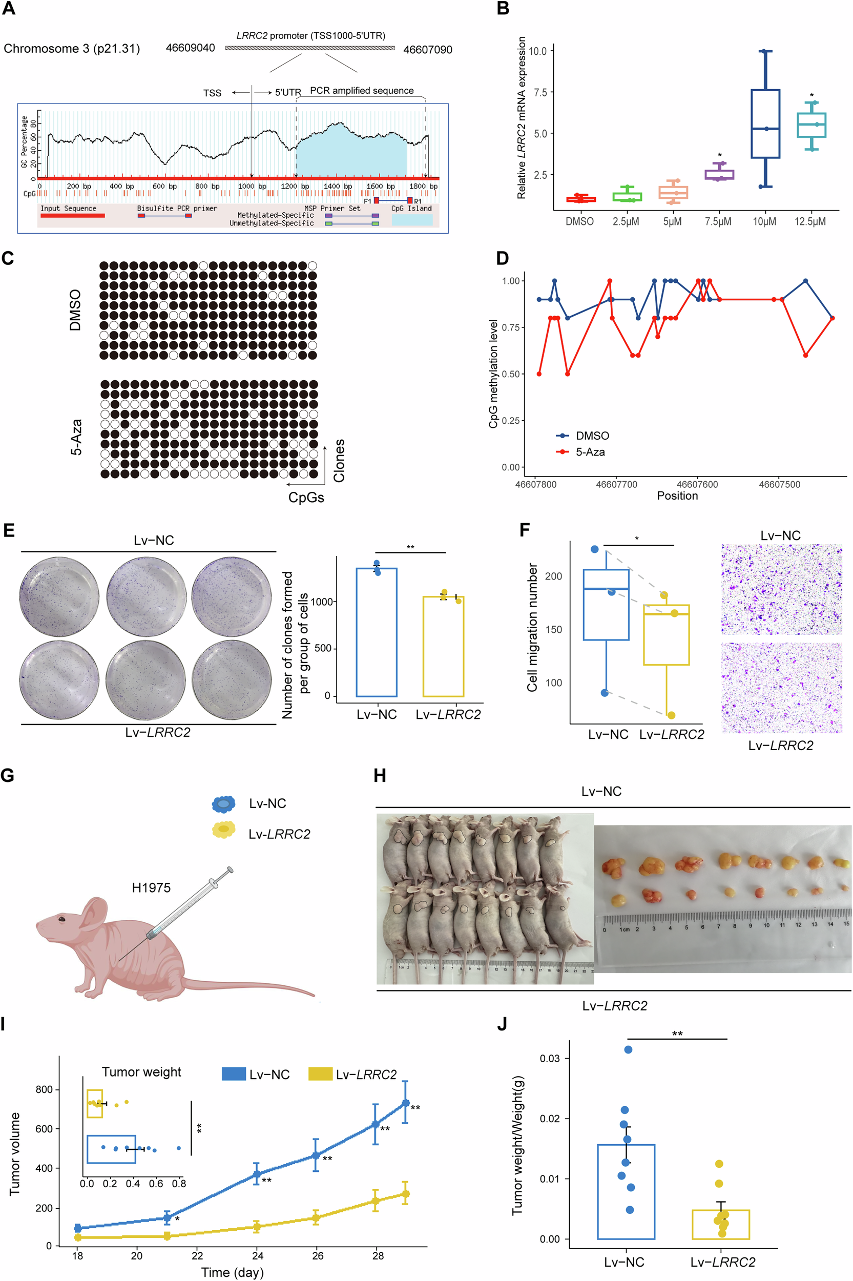 Fig. 4: Effects of 5-Aza treatment and LRRC2 on LUAD cell malignant phenotype and tumor growth.