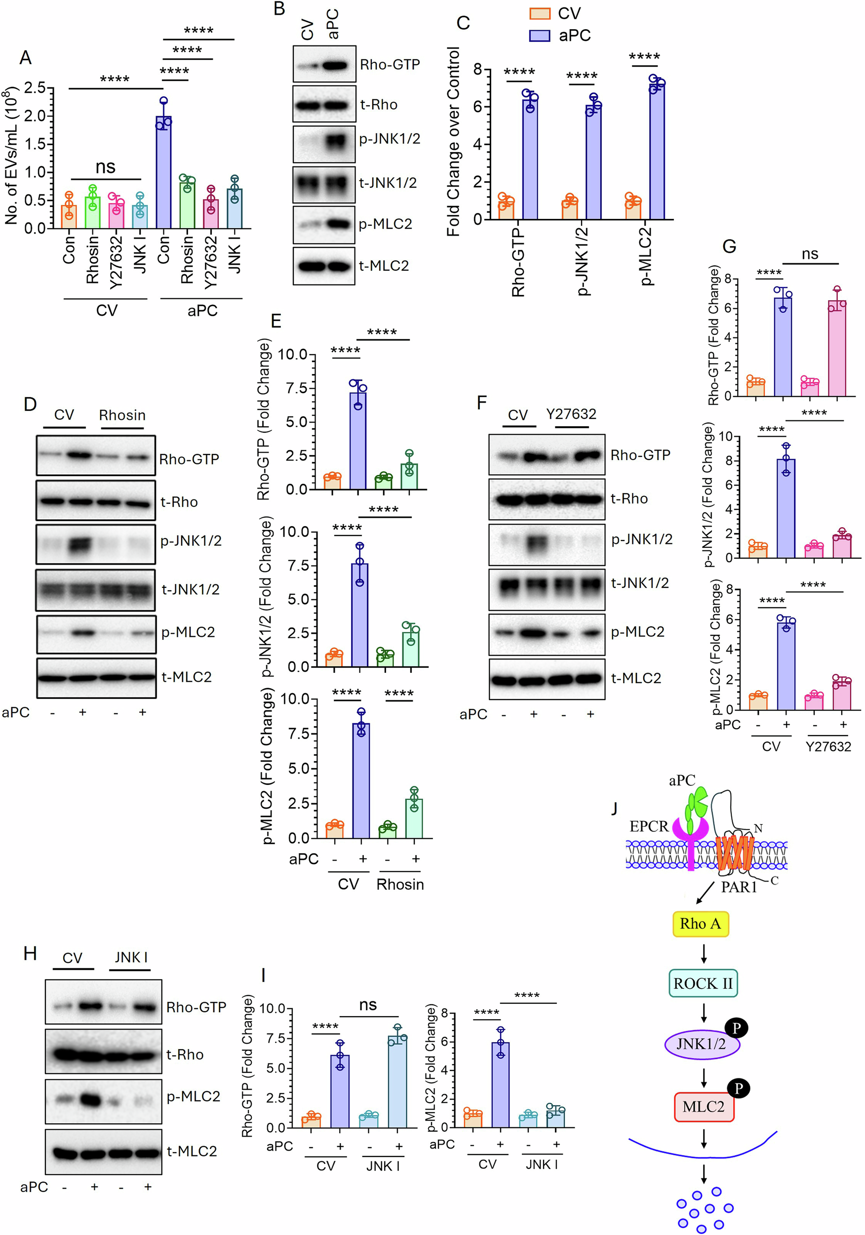 Fig. 2: aPC-triggered EV generation from human lung cancer cells involves intracellular activation of the RhoA-ROCKII-JNK1/2-MLC2 pathway.