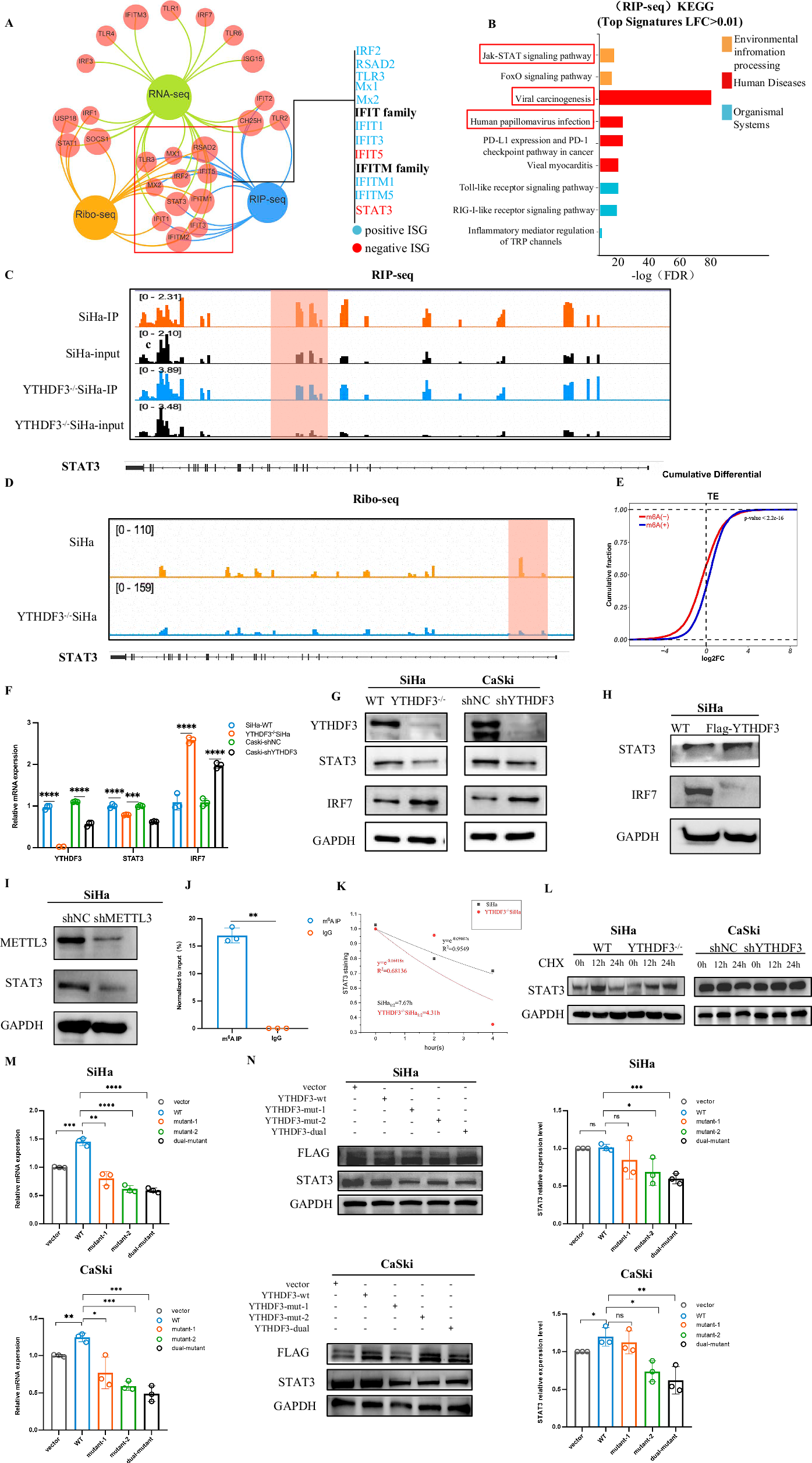 Fig. 3: YTHDF3 promotes STAT3 mRNA stability and translation efficiency in a manner dependent on METTL3-mediated m6A modification.