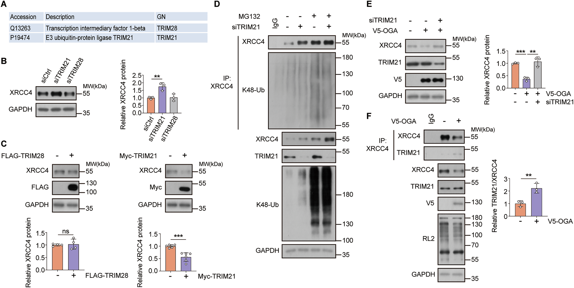 Fig. 3: TRIM21 is the potential E3 ligase for XRCC4 in response to cellular O-GlcNAcylation levels.