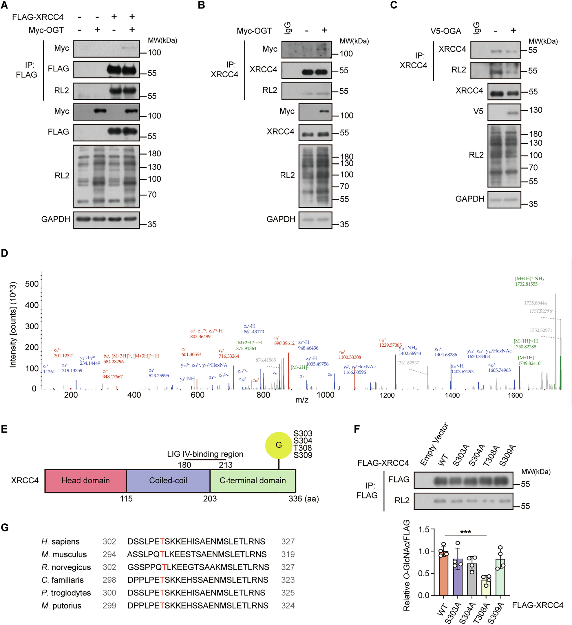 Fig. 4: XRCC4 is O-GlcNAcylated on Thr308.