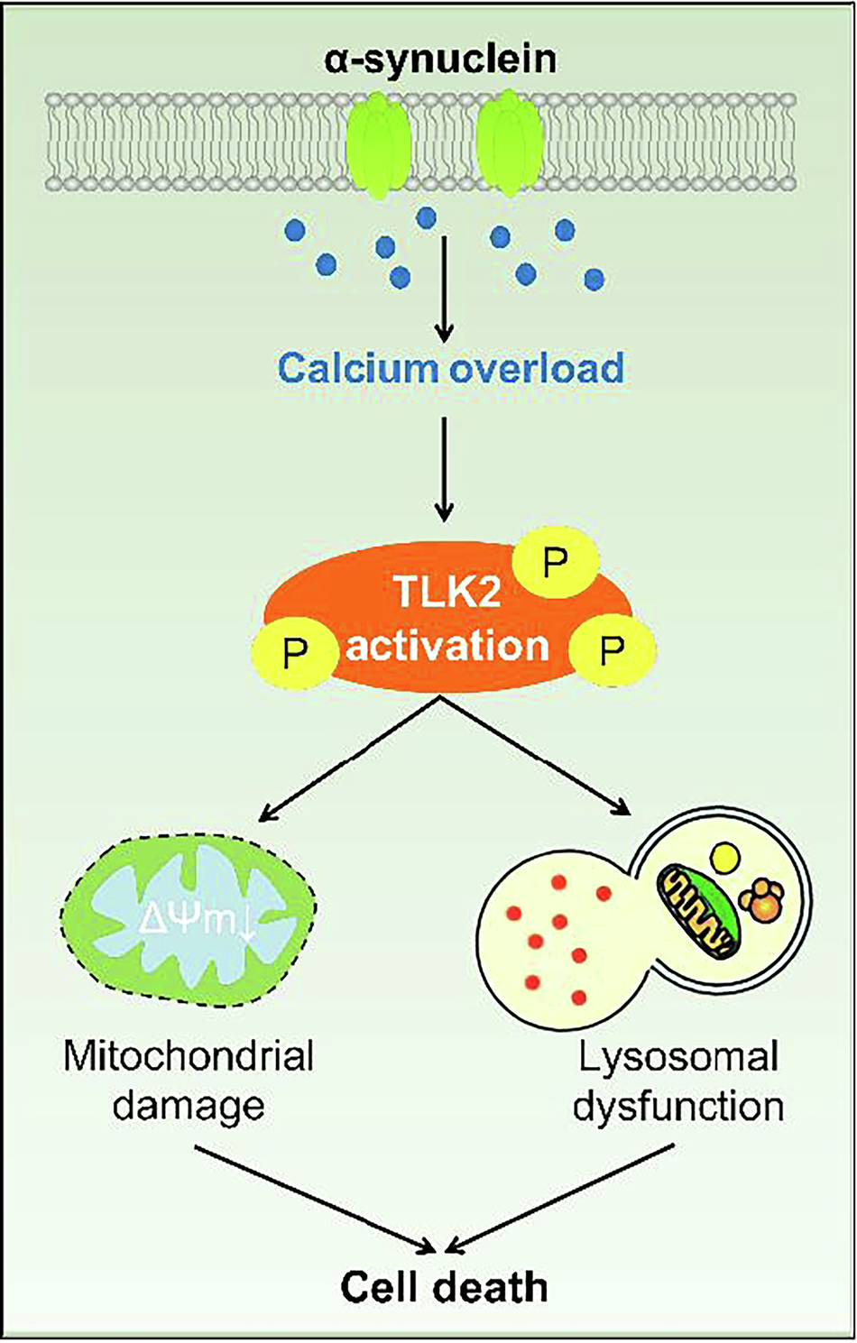glutathione topically liver Glutathione Benefits for Skin: Brightening, Anti-Aging, and More