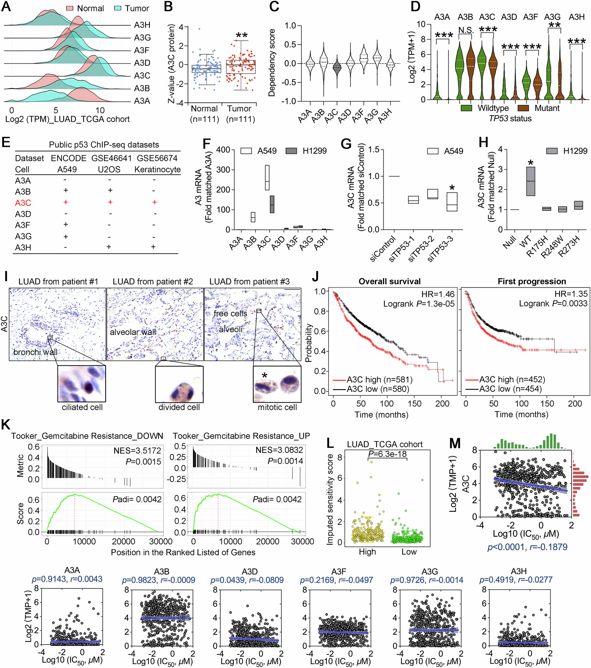 Fig. 1: Clinical significance of A3C in lung adenocarcinoma.