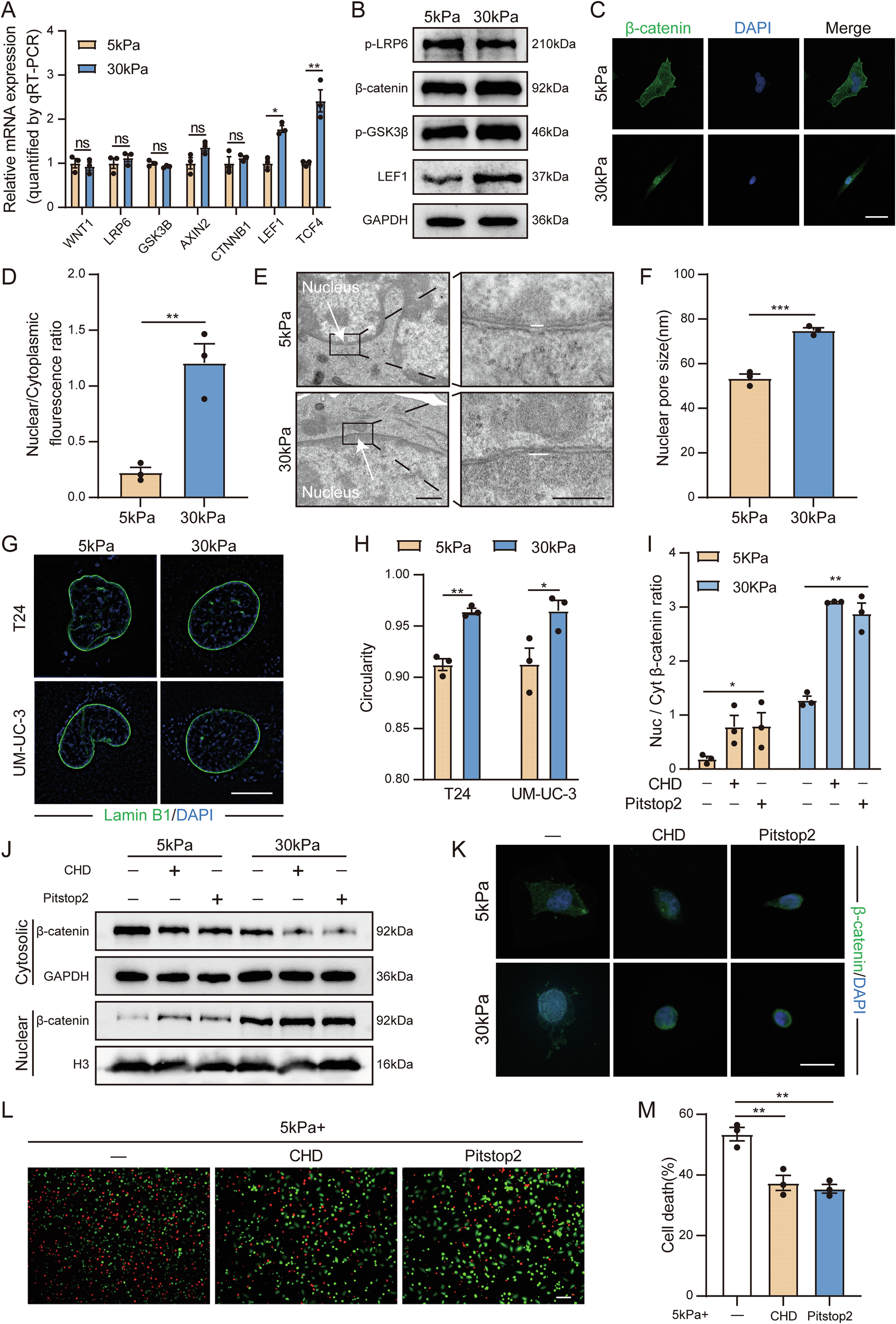 Fig. 4: Matrix stiffness drives β-catenin nuclear translocation by increasing the nuclear pore size.