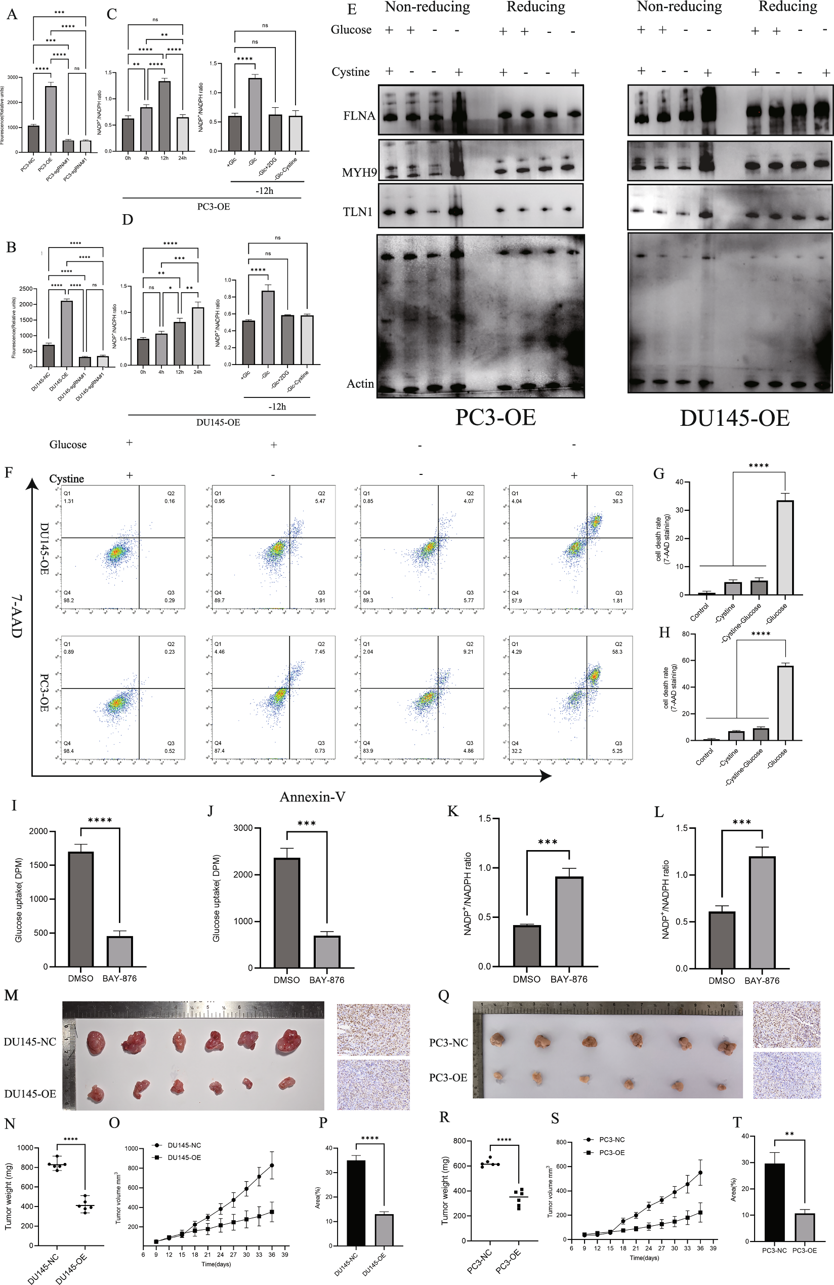 Fig. 6: Effects of SLC7A11 on cellular metabolism.