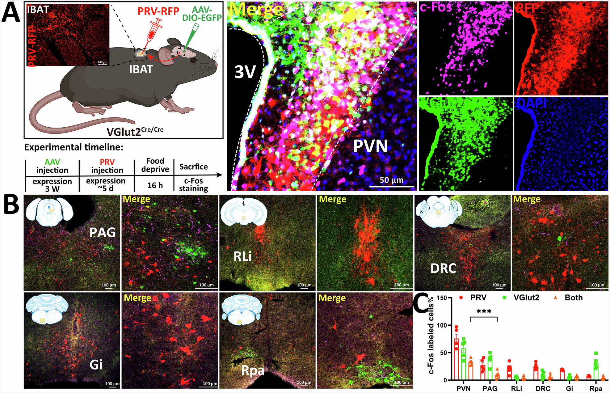 Fig. 2: Viral tracing reveals the multisynaptic circuit of VGlut2 neurons in the fasting-activated state.