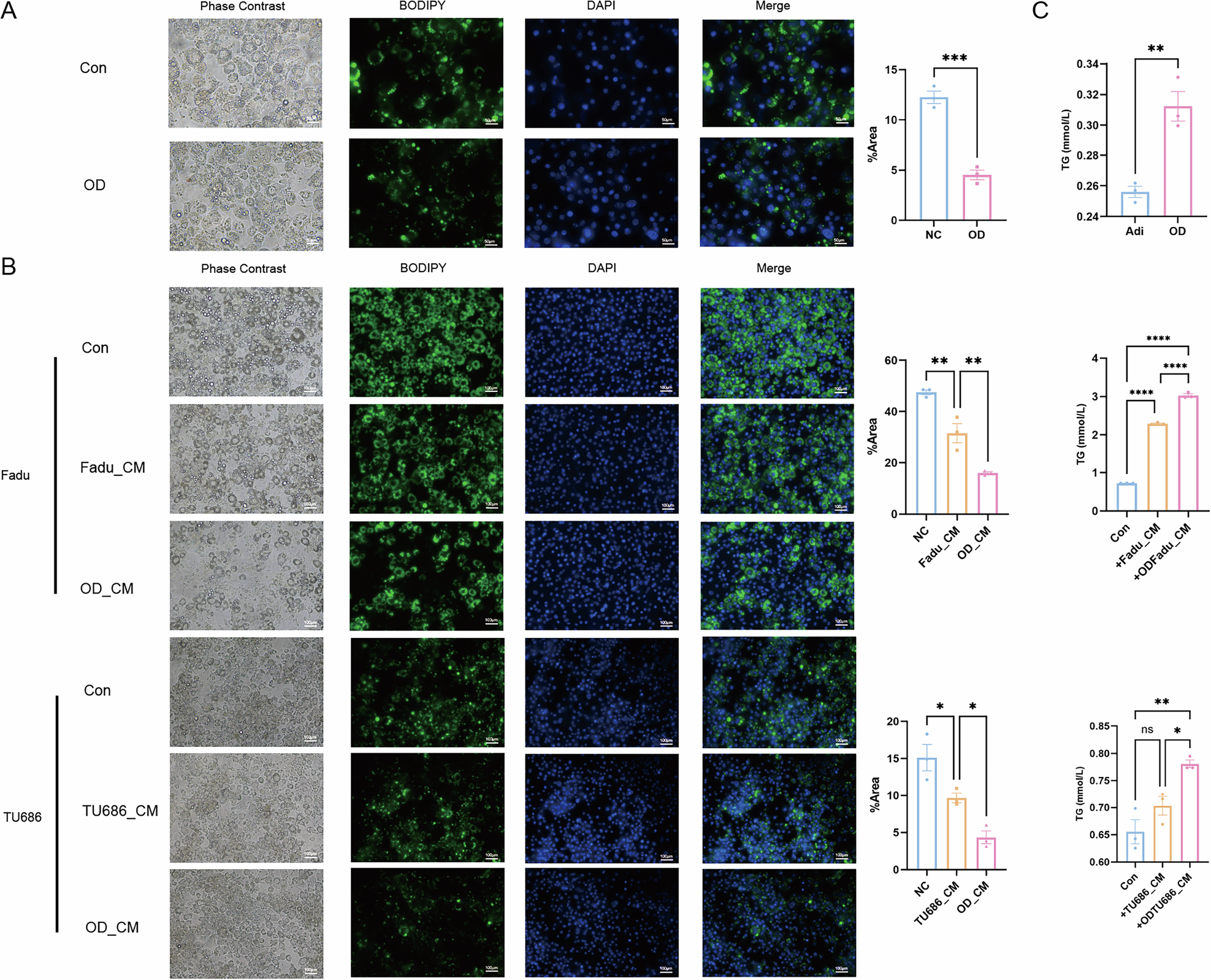 Fig. 5: Necrosis and apoptosis adipocytes release more triglycerides to the tumor microenvironment.