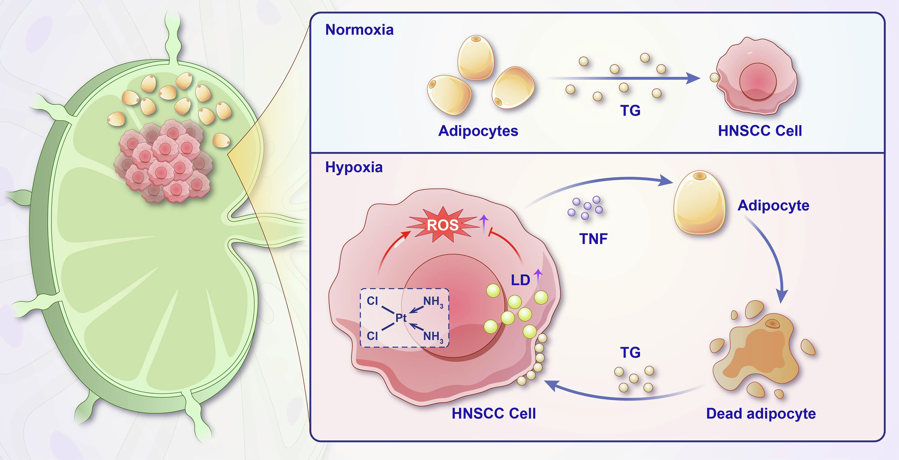 Fig. 8: Schematic diagram of this study.