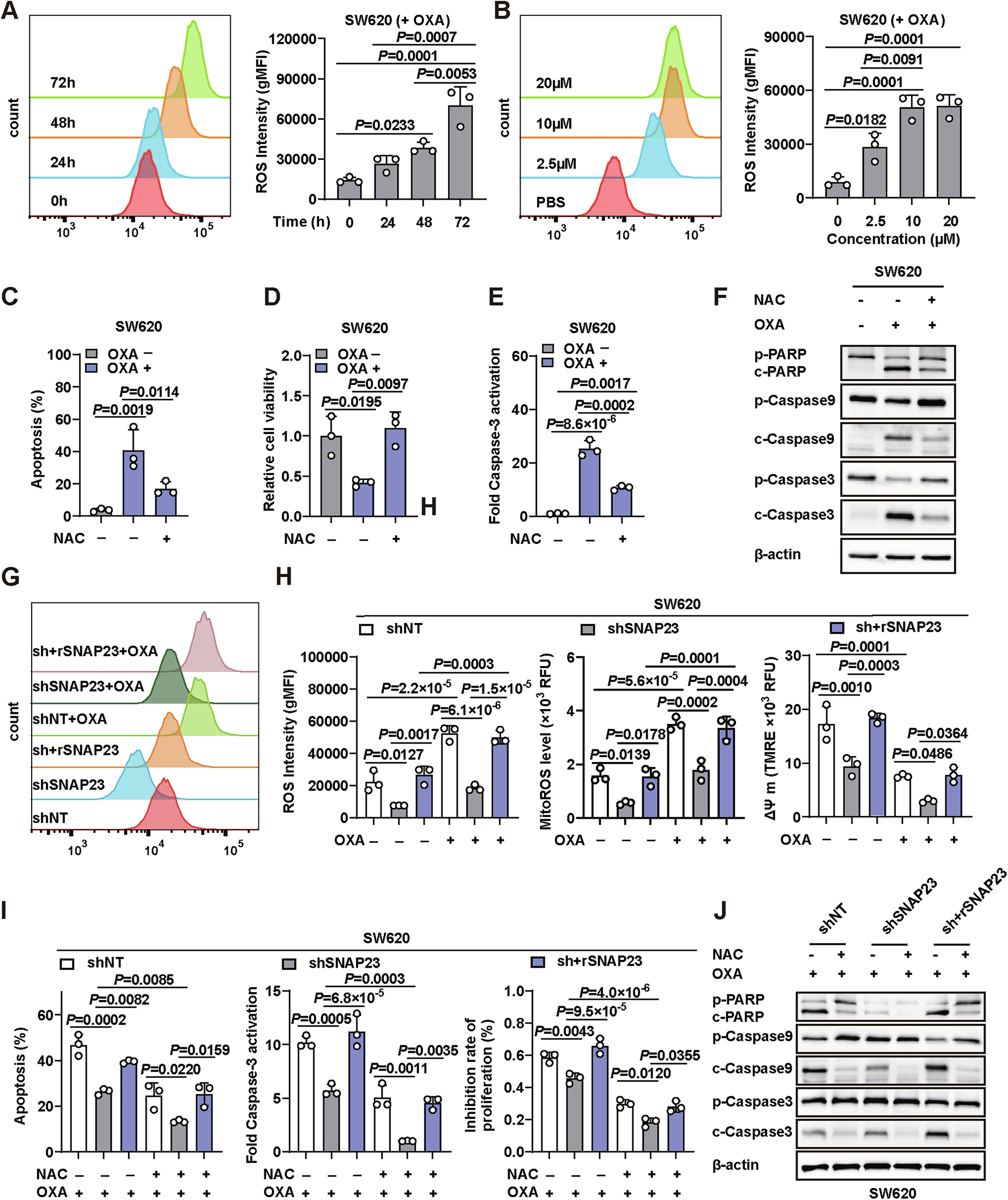 Fig. 3: SNAP23 mediates chemoresistance through down-regulating ROS level in tumors.