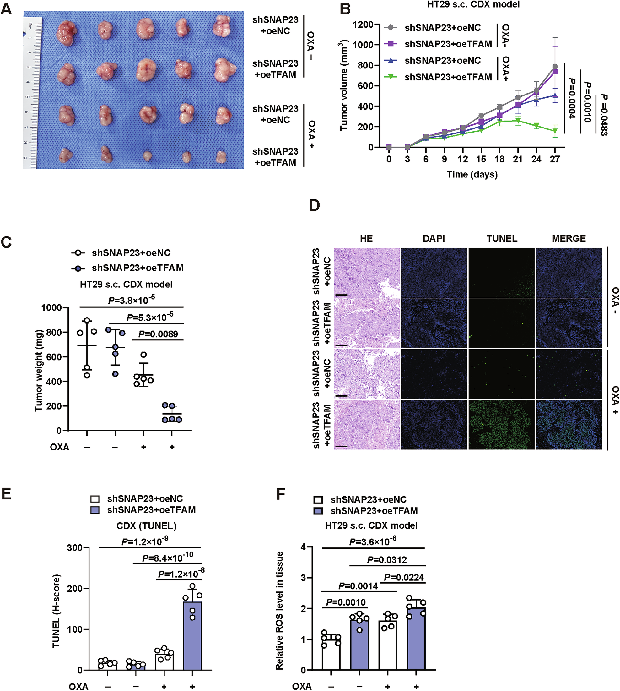 Fig. 6: TFAM over-expression overcomes OXA resistance in cell-derived xenograft (CDX) models.