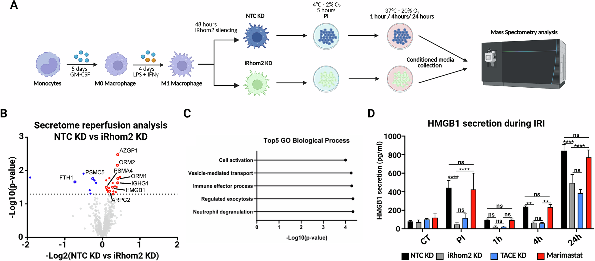 Fig. 4: iRhom2 controls inflammation and HMGB1 secretion in a TACE-independent manner during IRI.