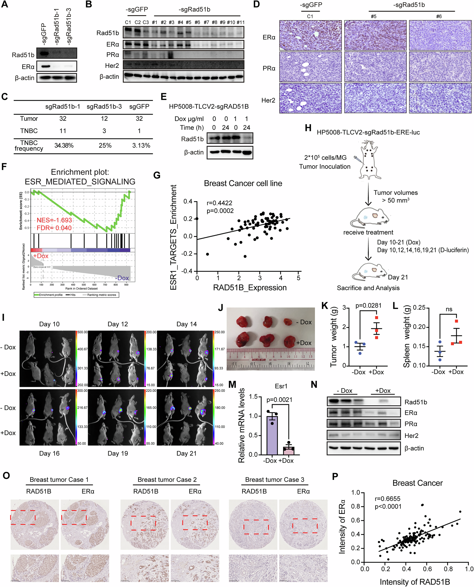 Fig. 2: RAD51B is required for ERα expression during tumorigenesis.