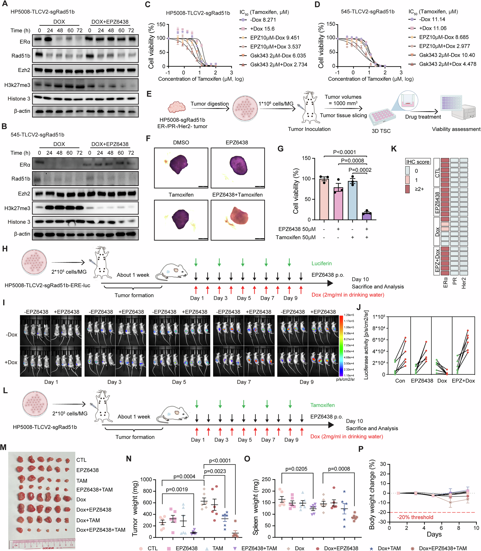 Fig. 6: Inhibition of EZH2 activity reverses ERα expression and sensitizes tumors to endocrine therapy.