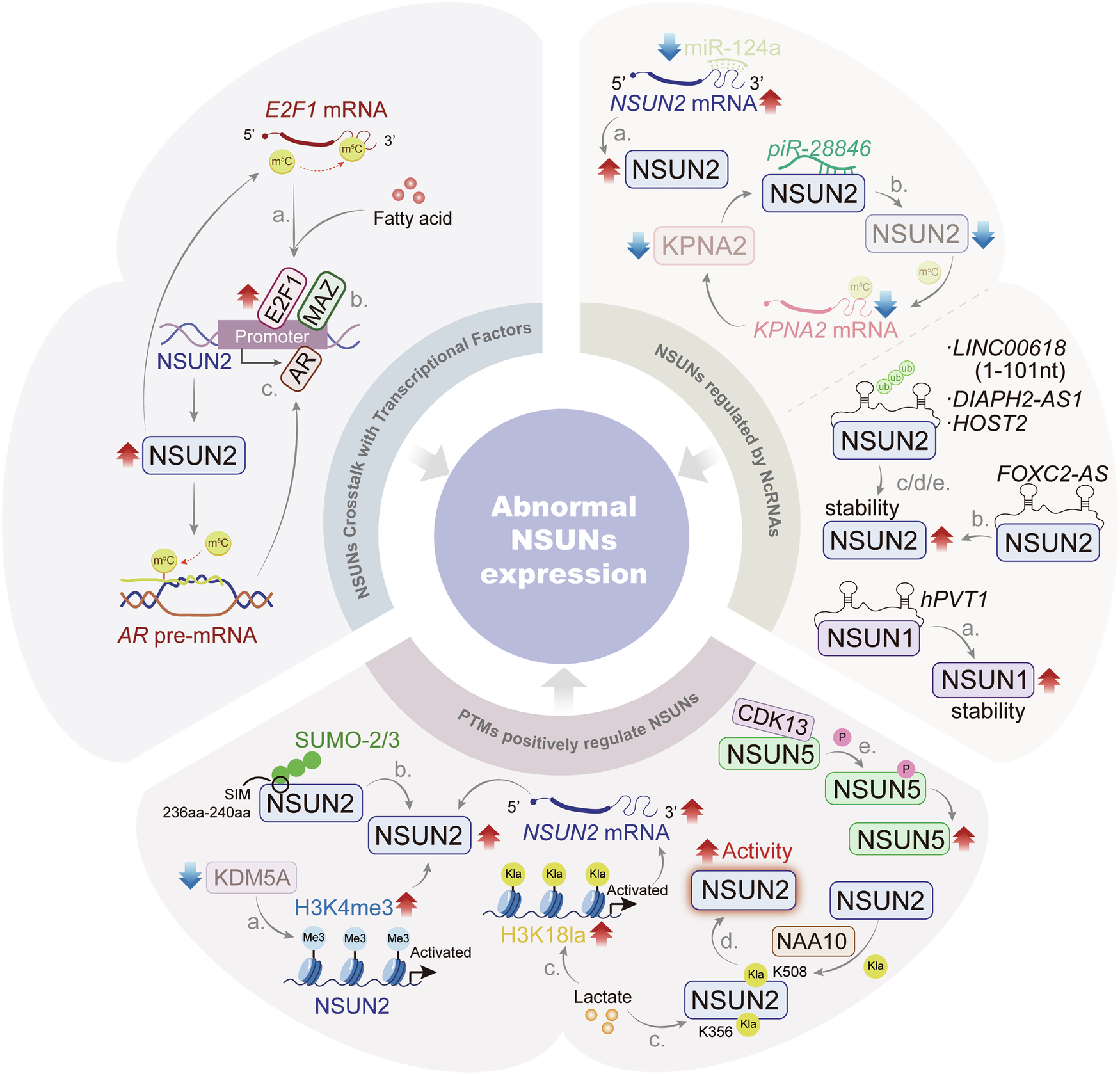 Fig. 3: Upstream regulatory mechanisms of NSUNs.