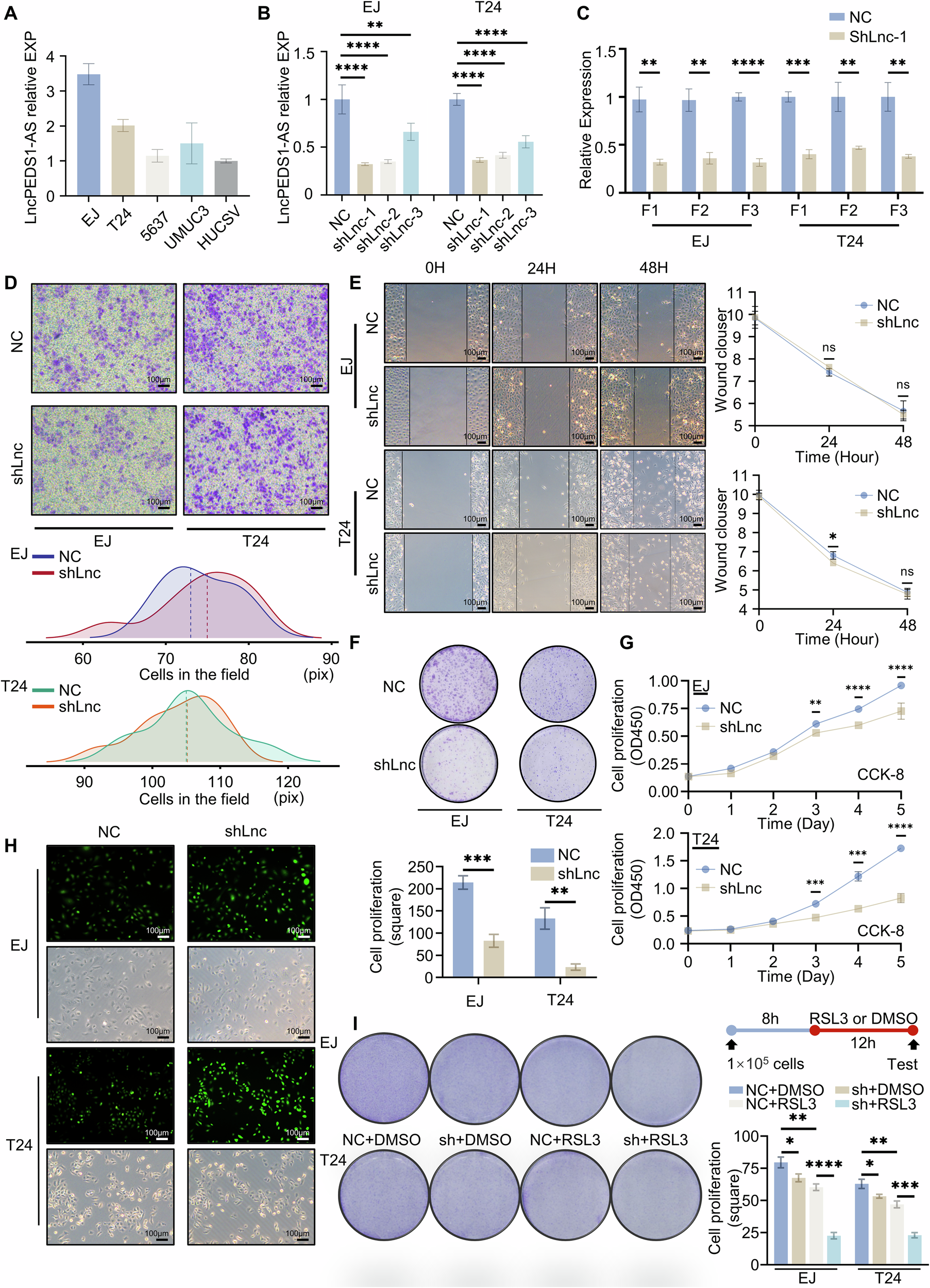 Fig. 2: LncPEDS1-AS affects the survival capacity of urothelial carcinoma cells.