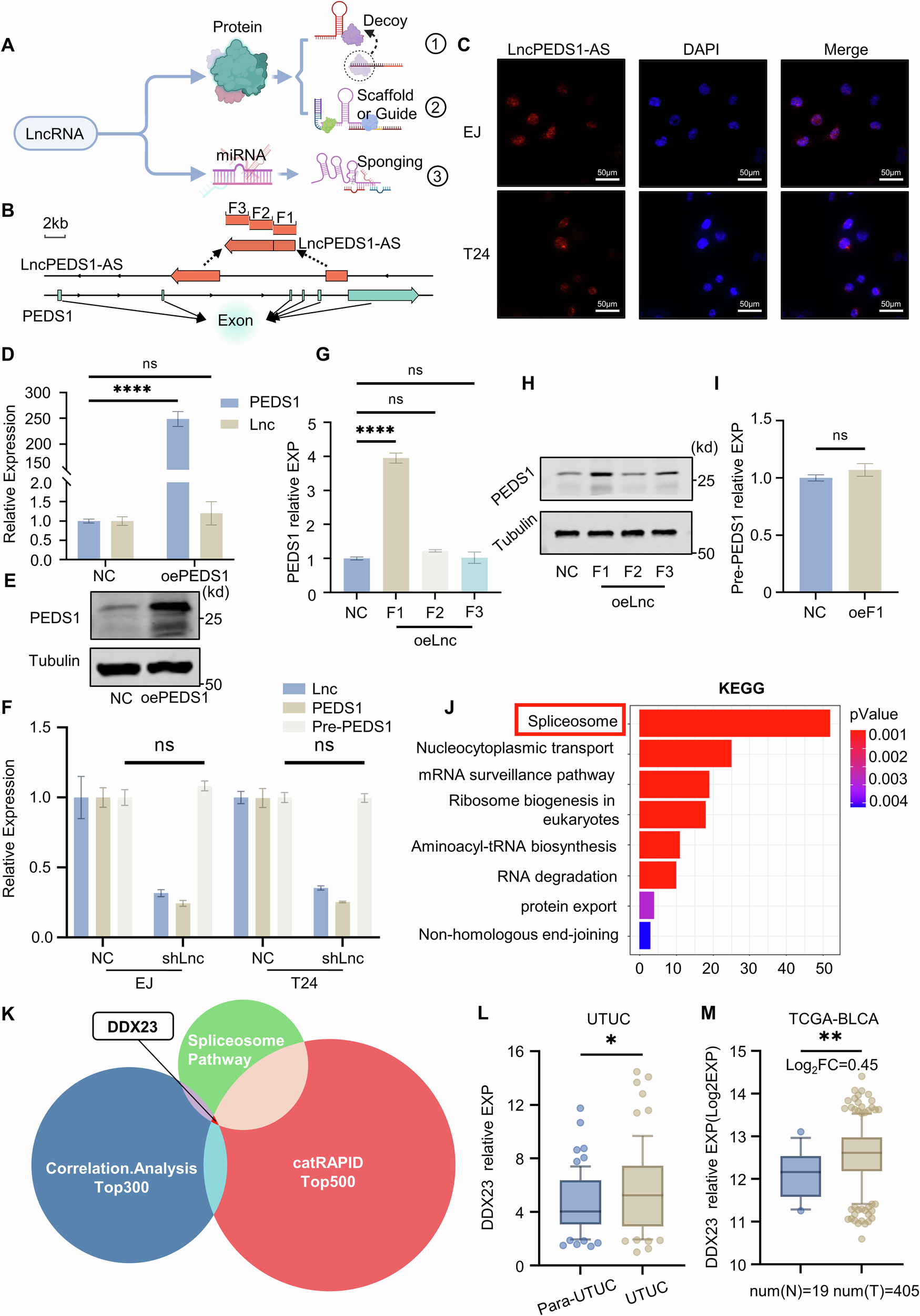 Fig. 4: Mechanistic investigation of how LncPEDS1-AS regulates PEDS1.
