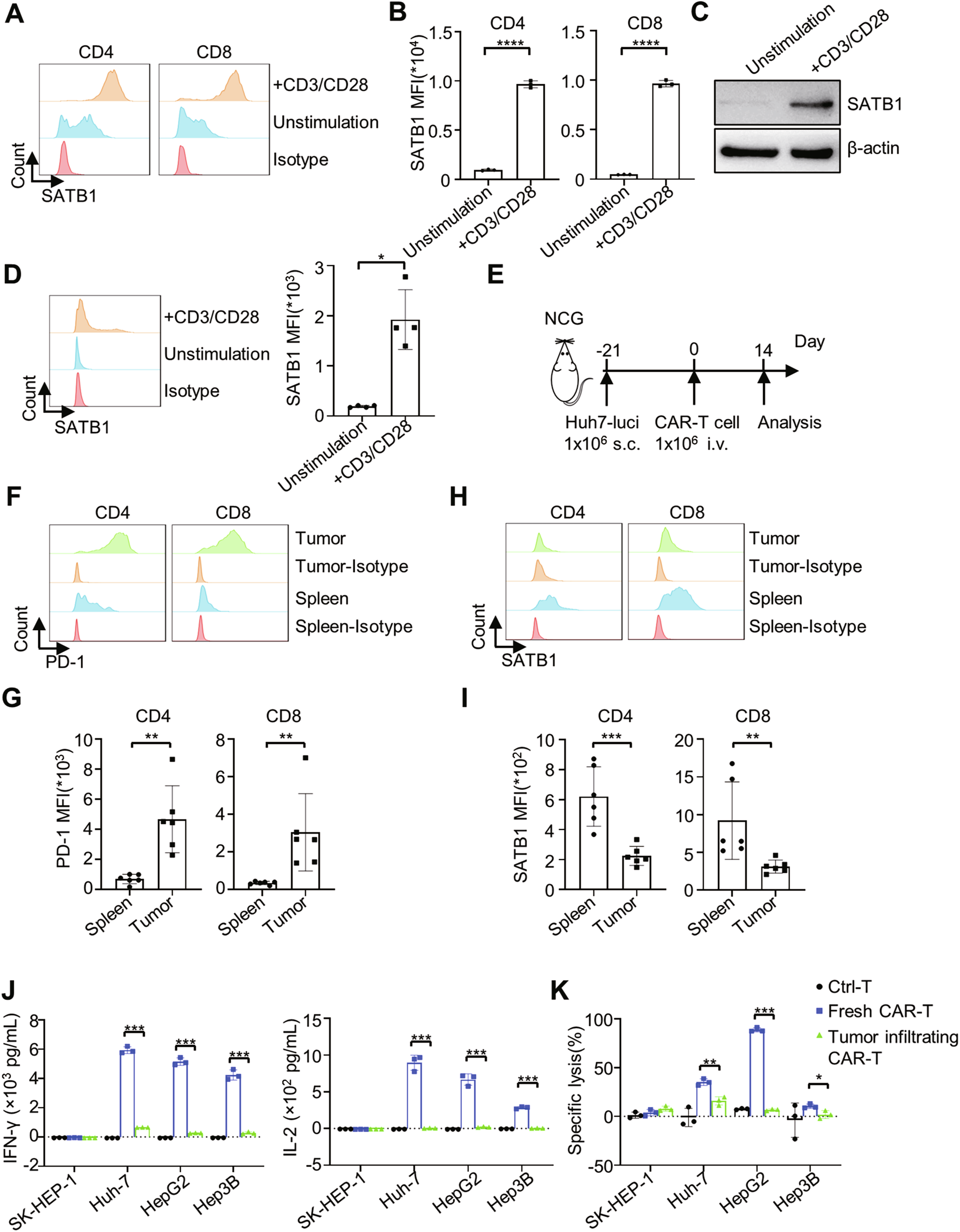 Fig. 1: SATB1 is downregulated in tumor-infiltrating CAR-T cells.