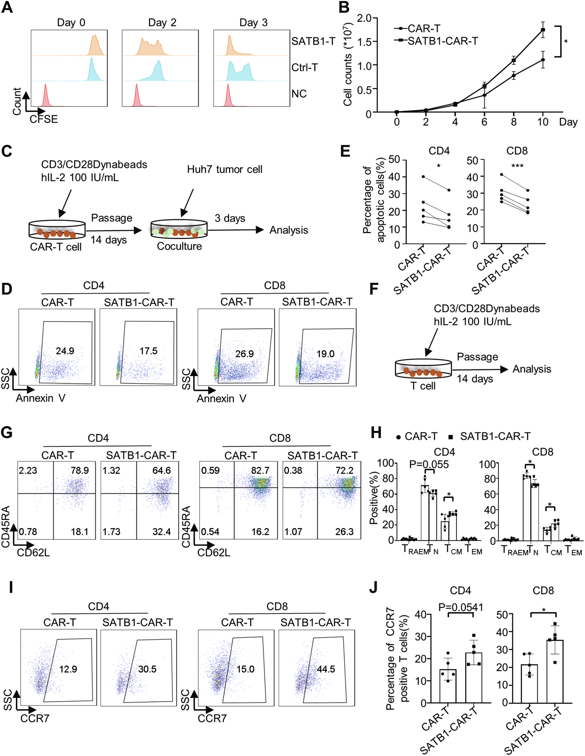 Fig. 3: Overexpression of SATB1 affects CAR-T cell immunophenotypes in vitro.
