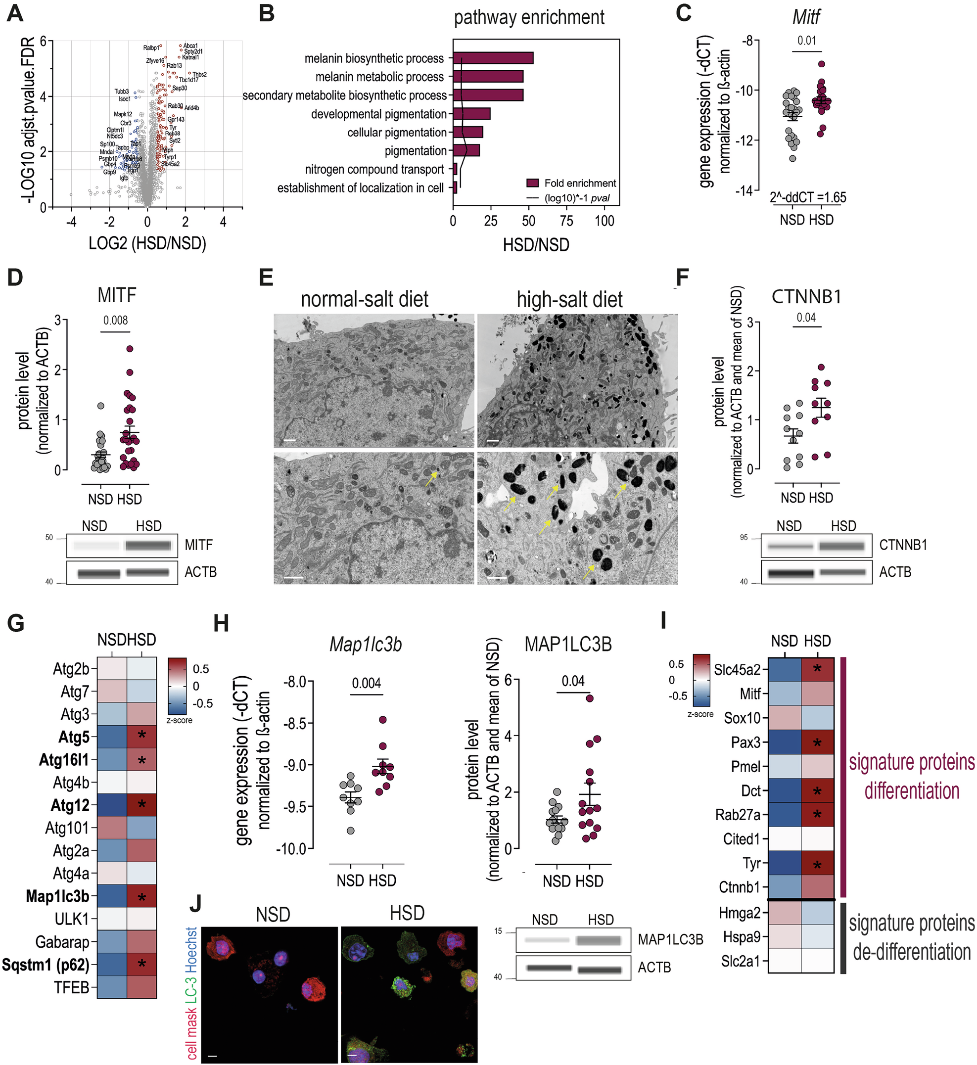 Fig. 5: HSD induces melanogenesis and upregulation of differentiation marker.