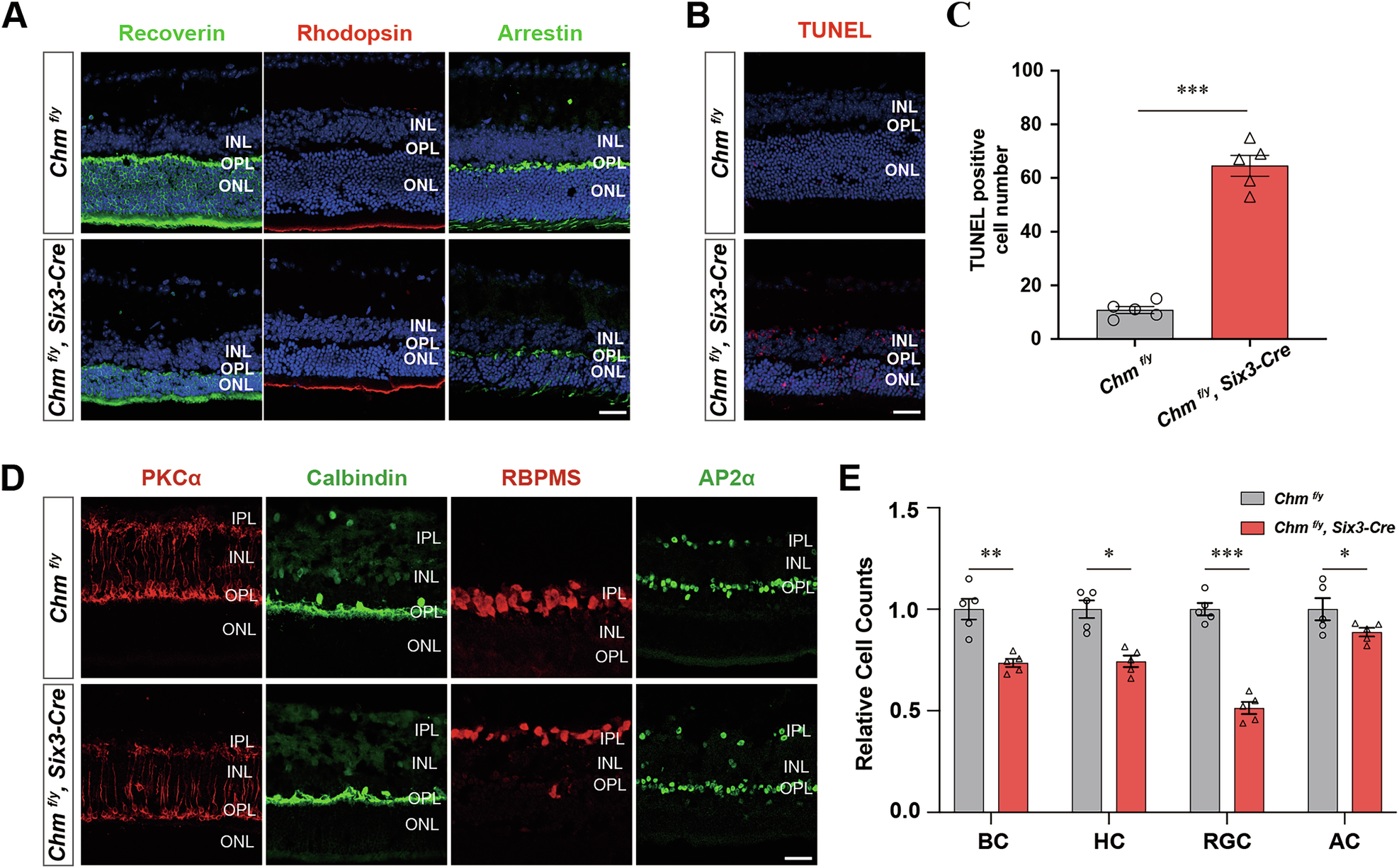 Fig. 2: Ablation of Chm resulted in apoptosis and decreased numbers of retinal neurons.