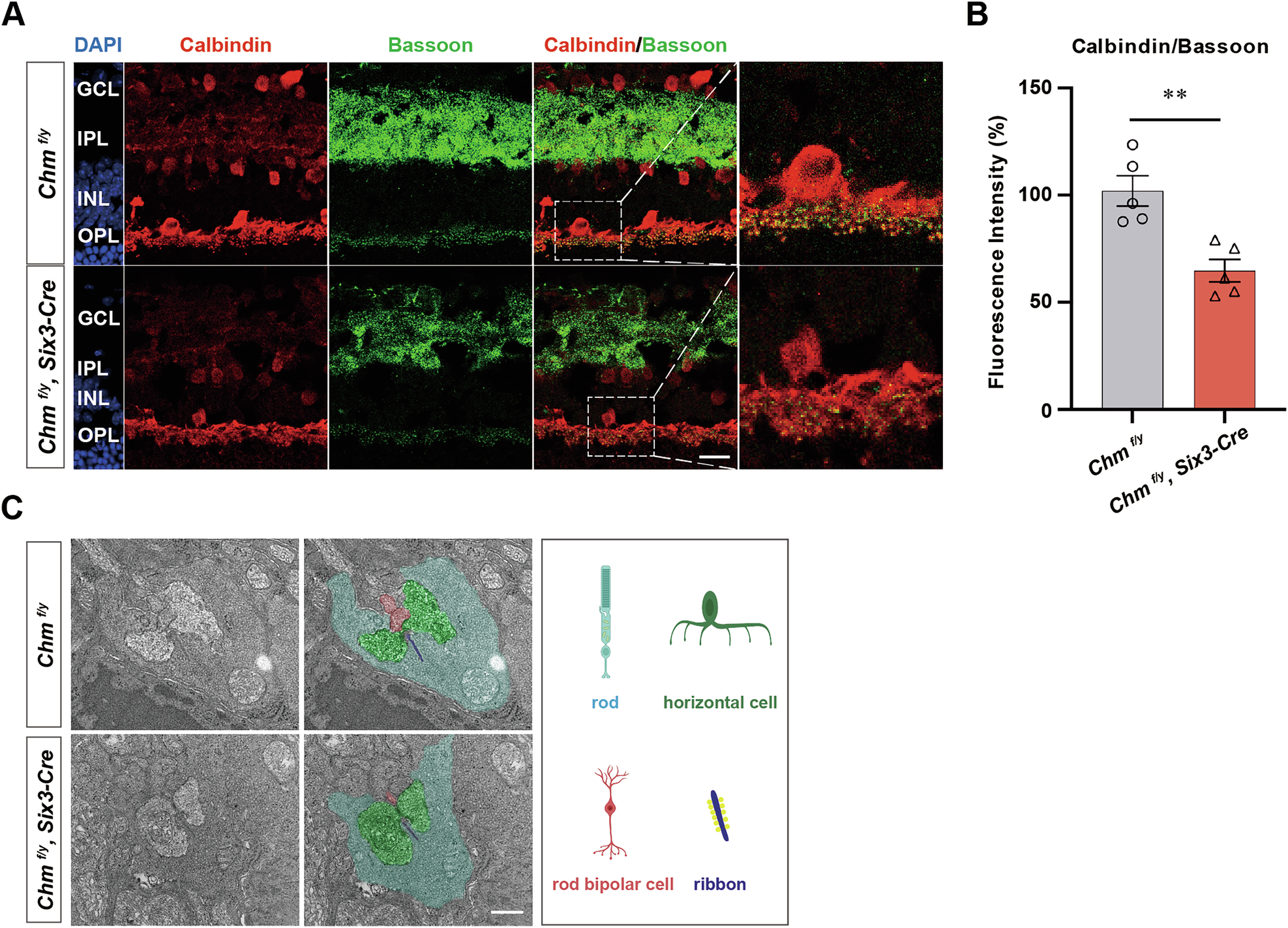Fig. 7: Altered synaptic triad structure after knockdown of the Chm gene.
