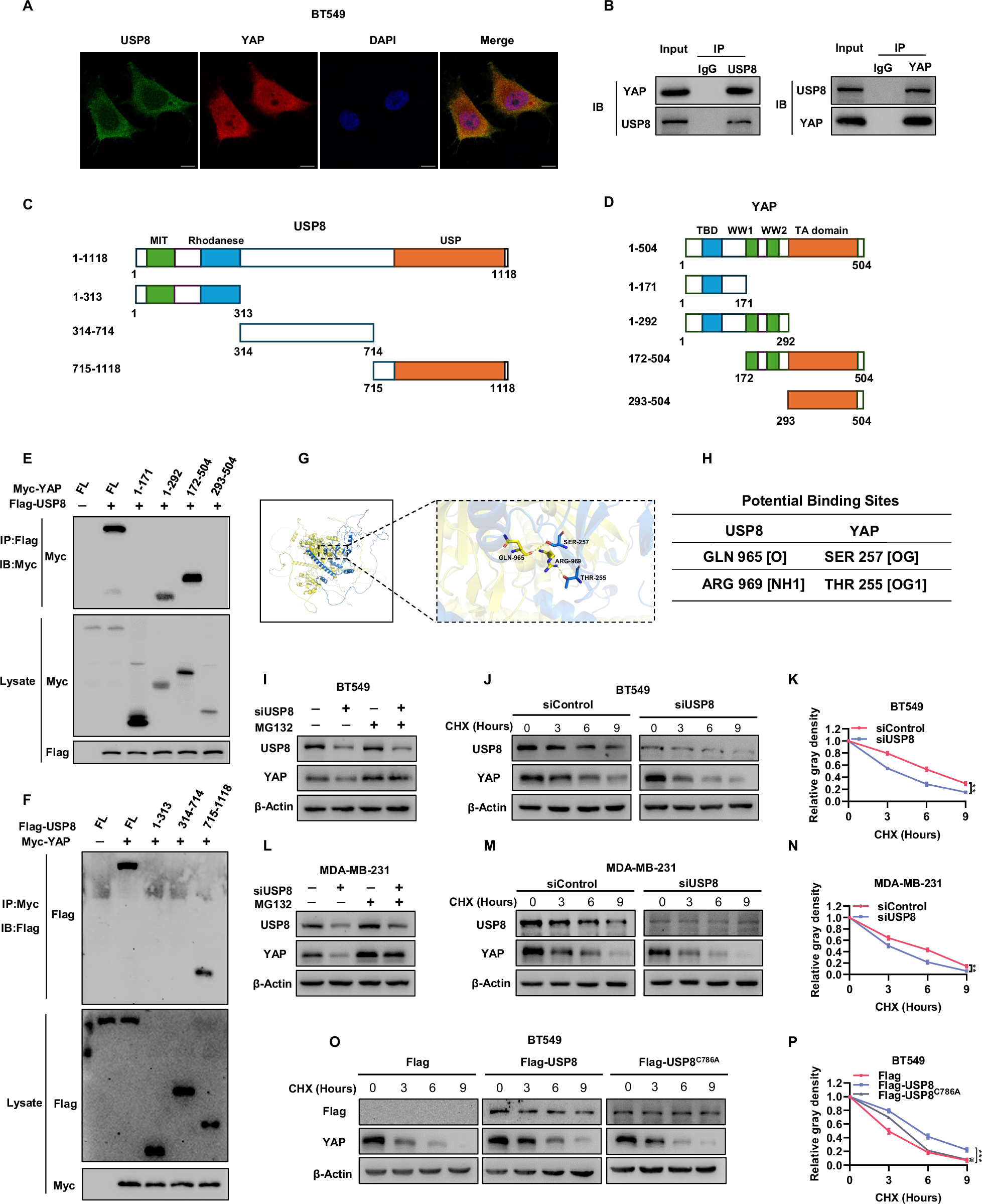 Fig. 6: USP8 maintains YAP protein stability by interacting with YAP in TNBC.