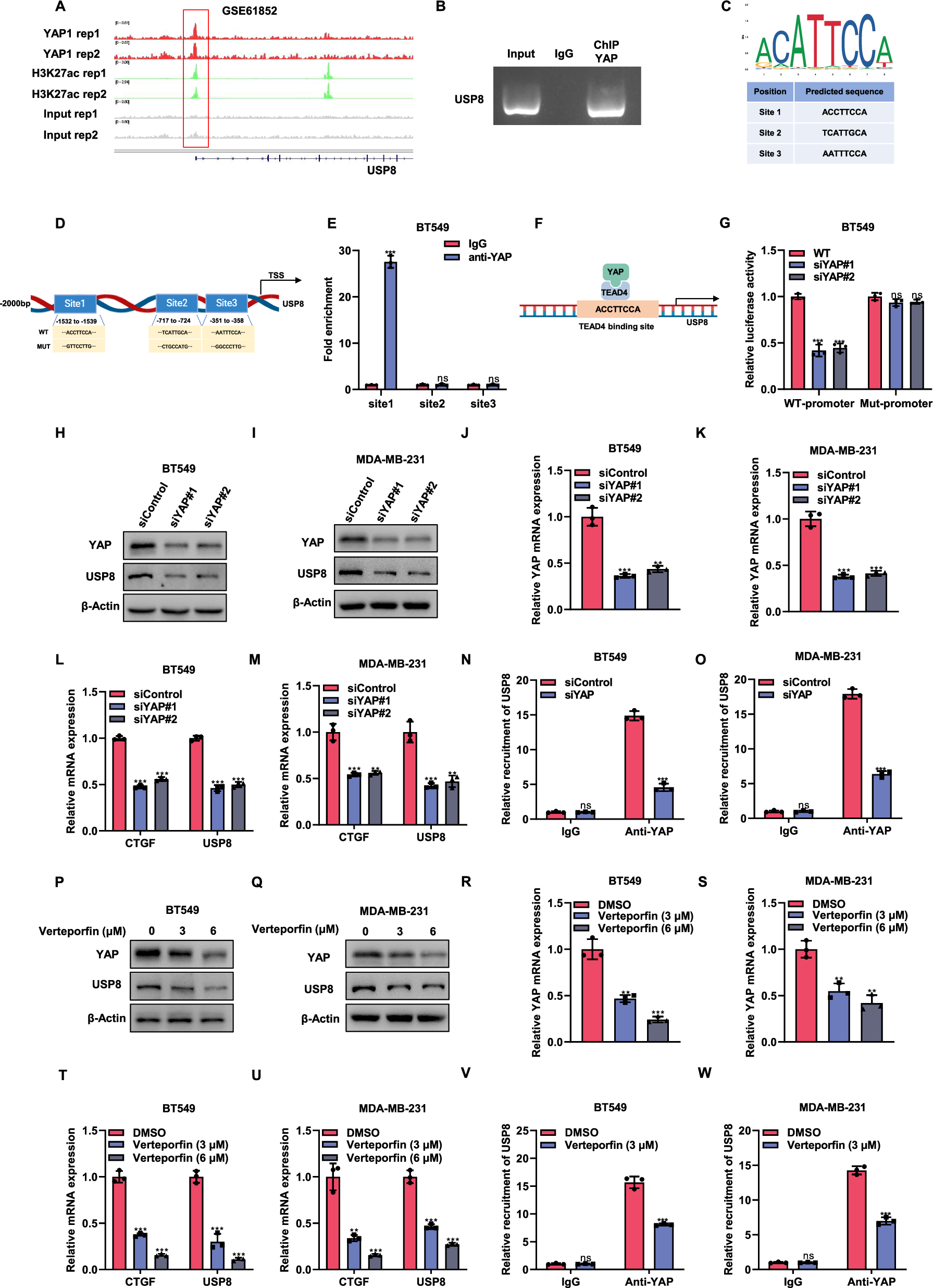 Fig. 8: A positive feedback mechanism exists between USP8 and YAP, with YAP enhancing the expression of USP8.