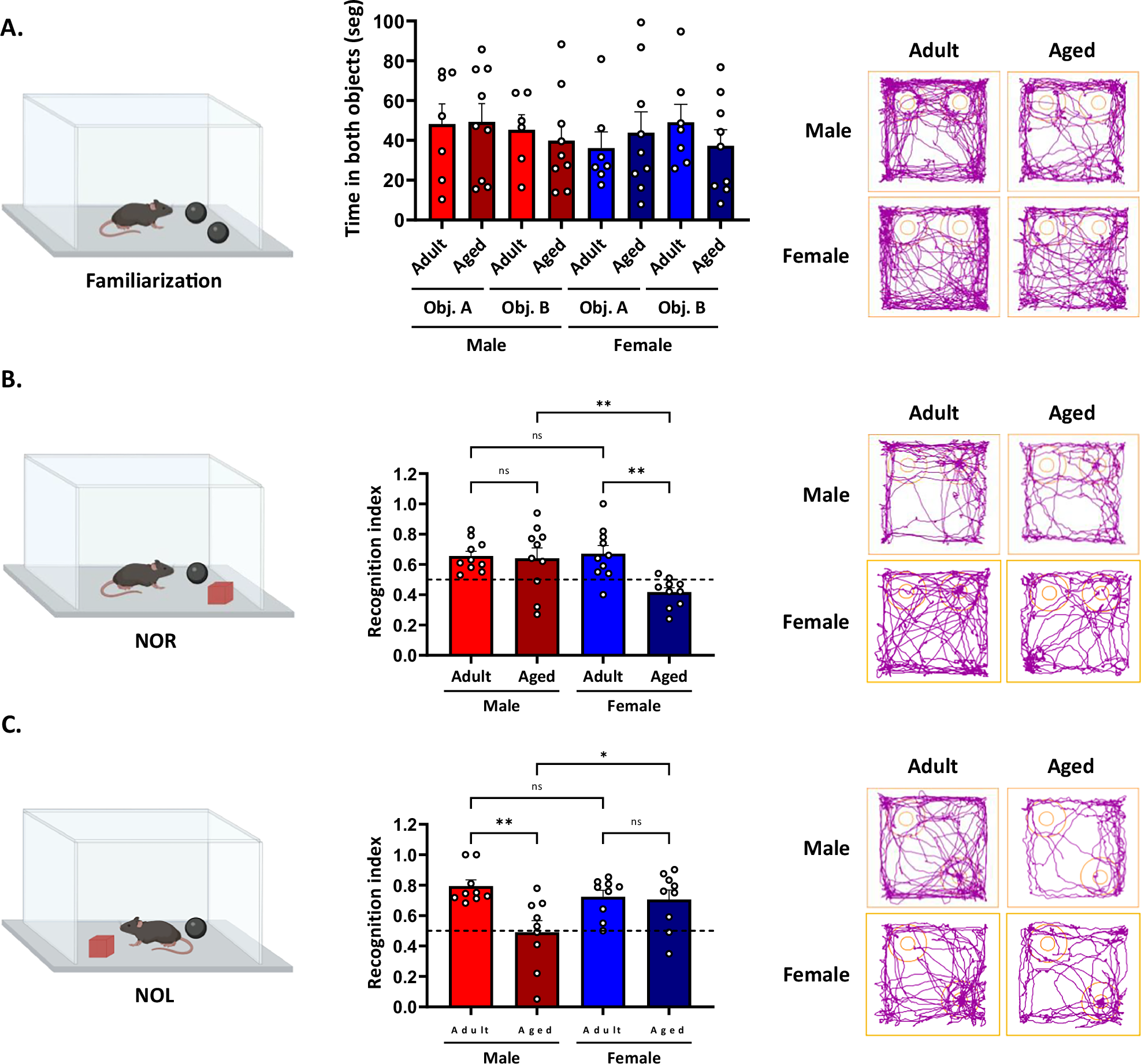 Fig. 2: Recognition memory is differentially impaired between males and females during aging.
