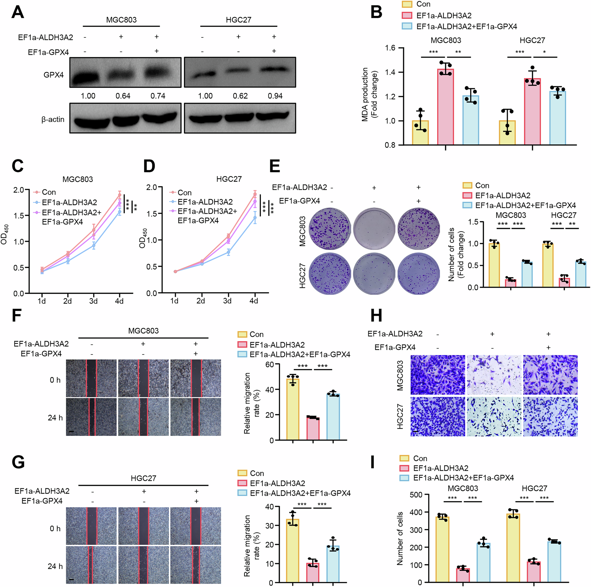 Fig. 3: GPX4 overexpression reverses the suppressive effects of ALDH3A2 on malignant progression in GC cells.
