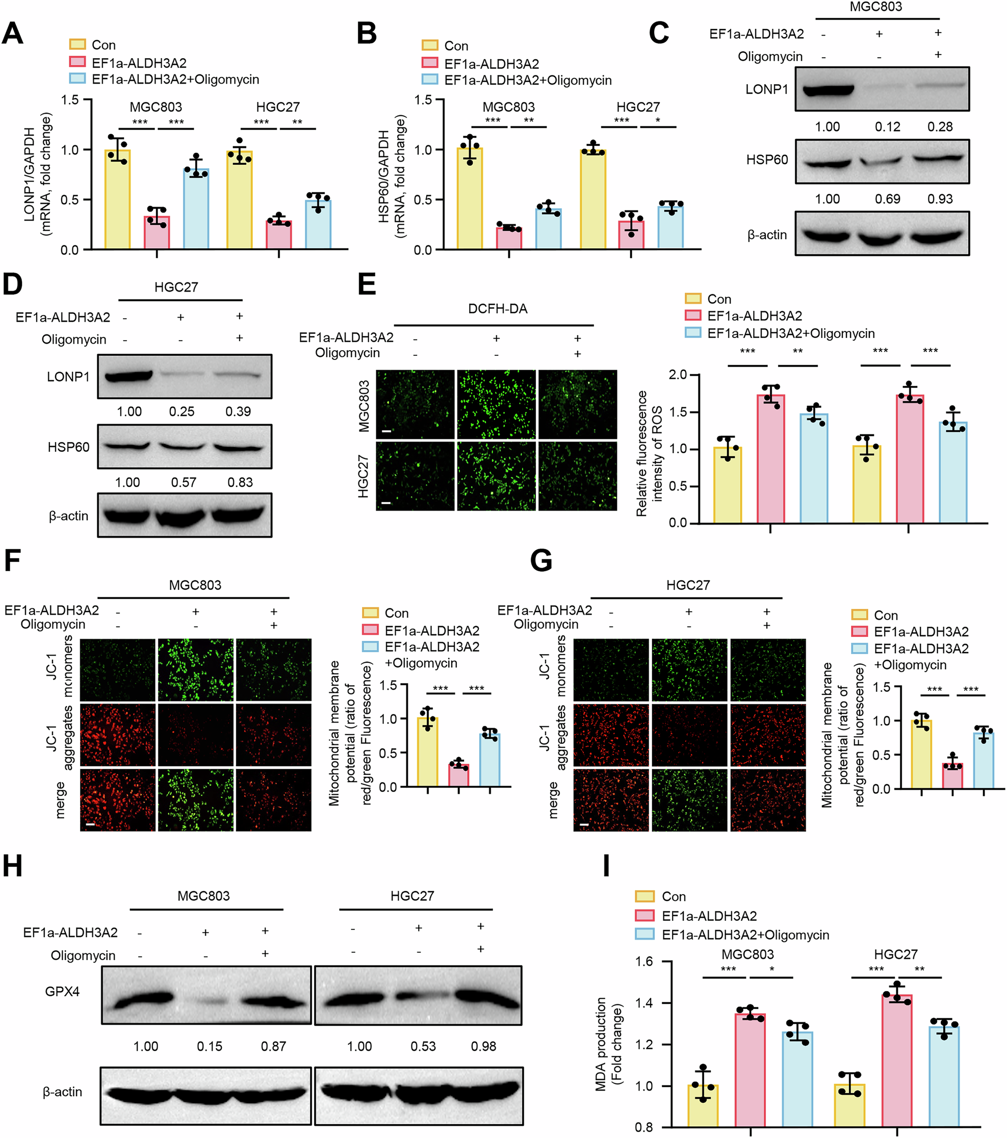 Fig. 5: ALDH3A2 drives mitochondrial dysfunction and ferroptosis by impairing UPRmt in GC cells.