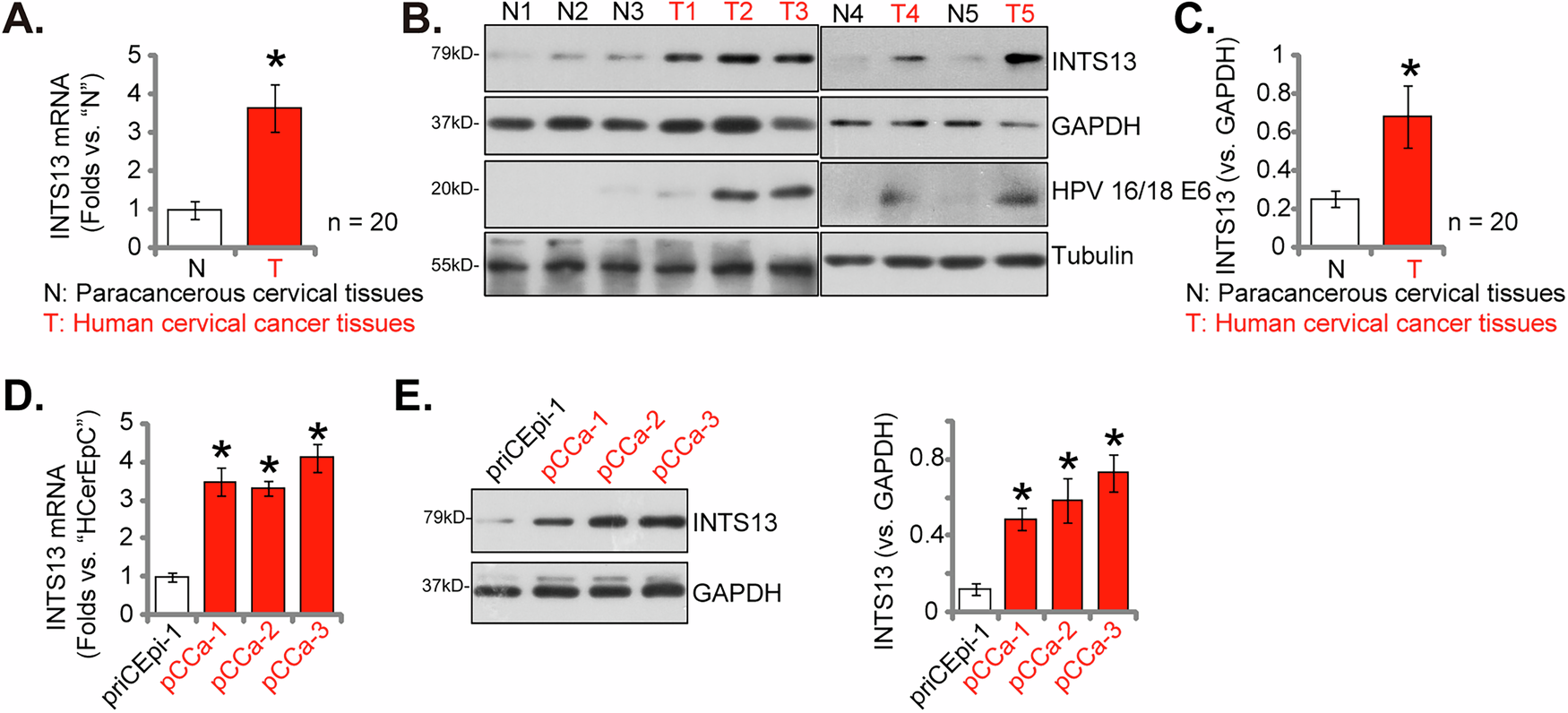 Fig. 3: Elevated INTS13 expression in surgically-treated cervical cancer tissues and various cervical cancer cell types.